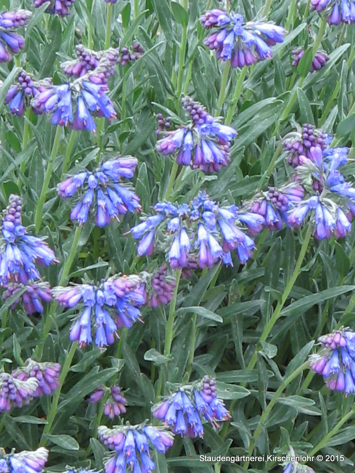 Moltkia petraea