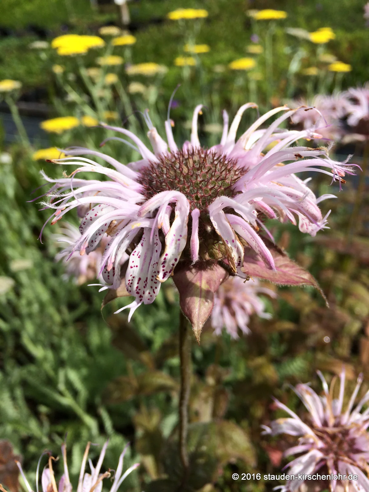 Monarda bradburiana 'Ozark'