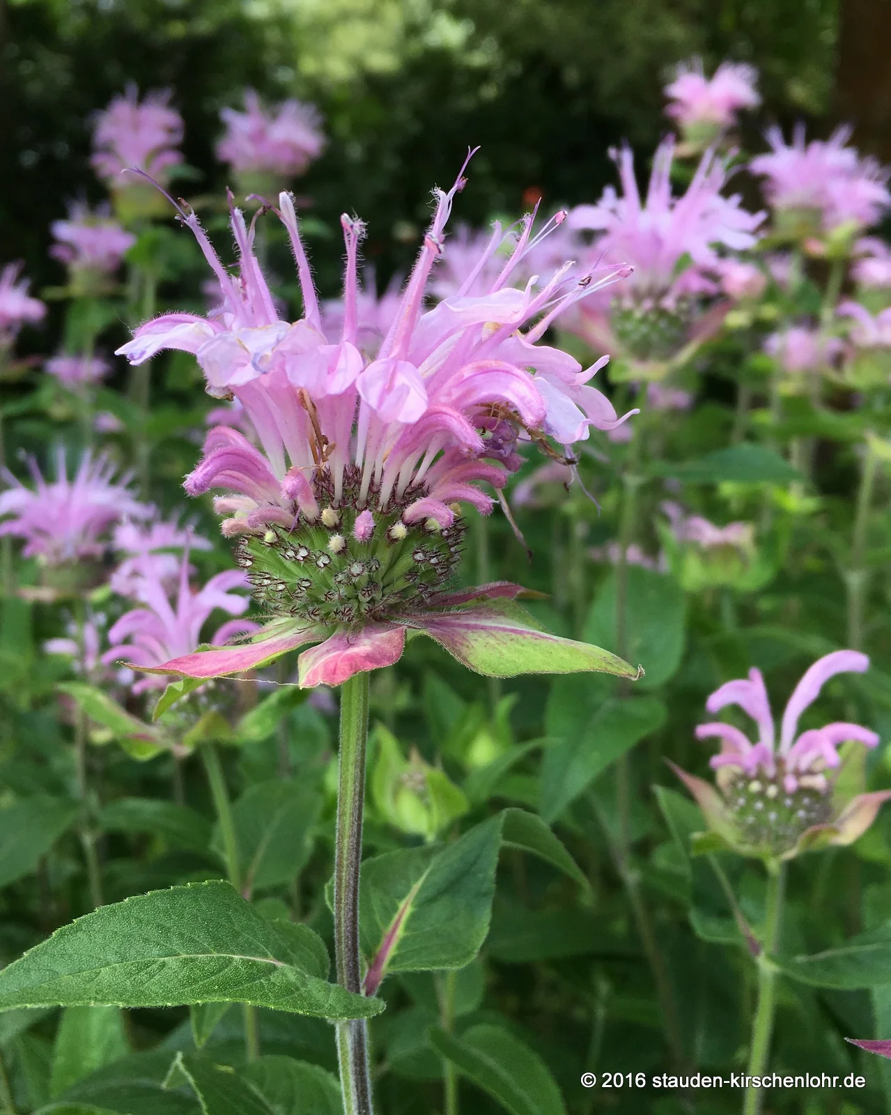 Monarda 'Camilla'