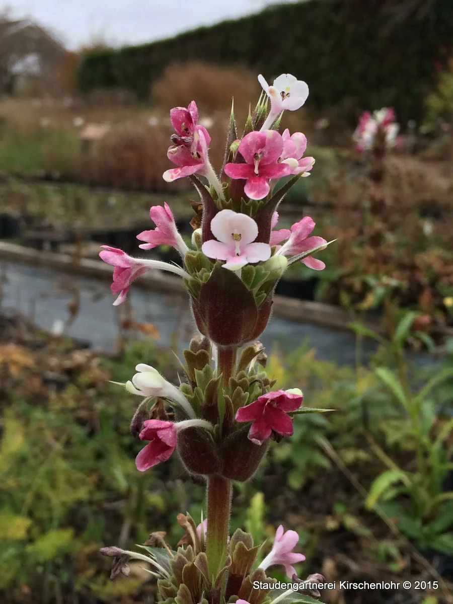 Morina longifolia