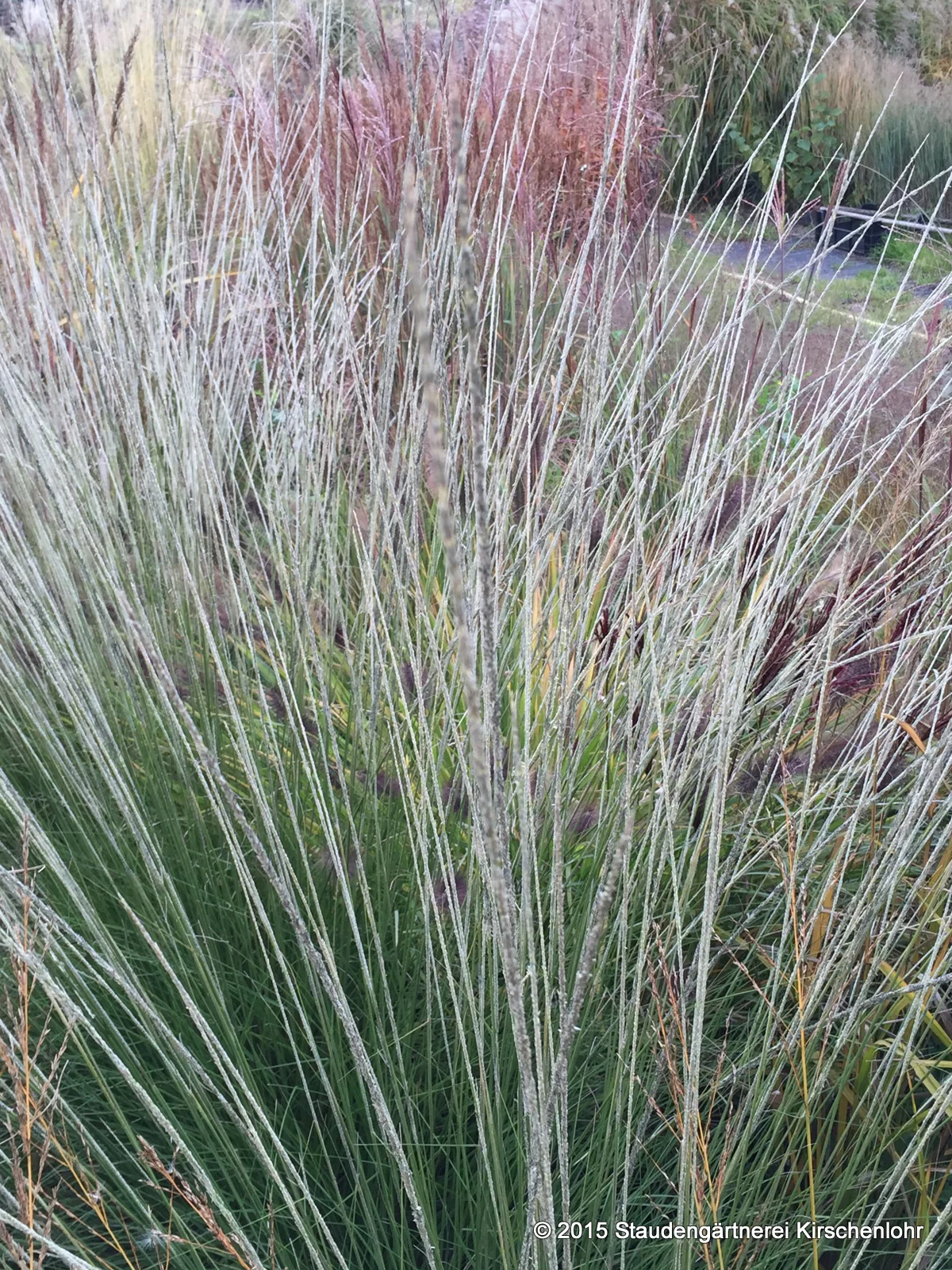 Muhlenbergia rigens