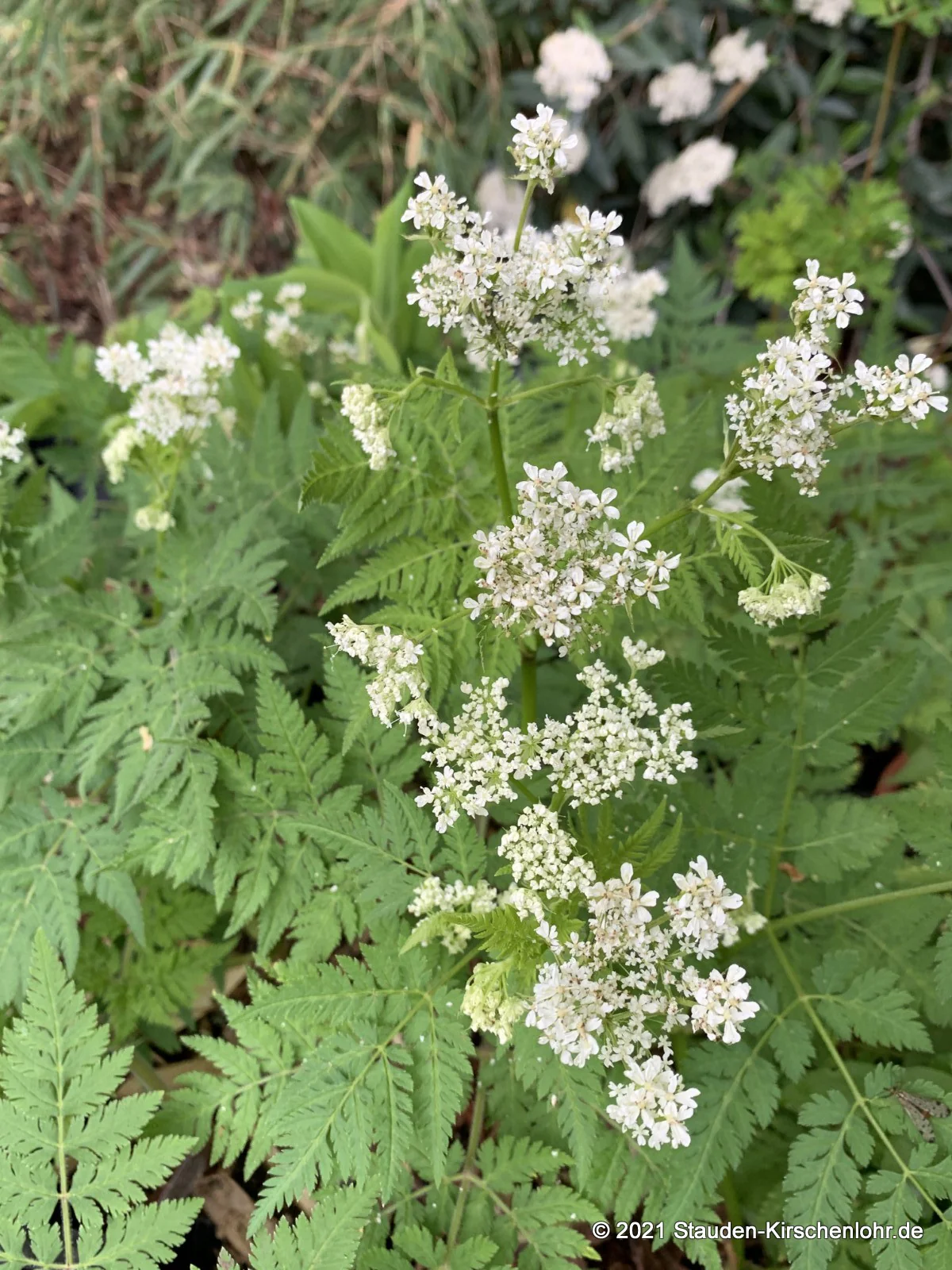 Myrrhis odorata
