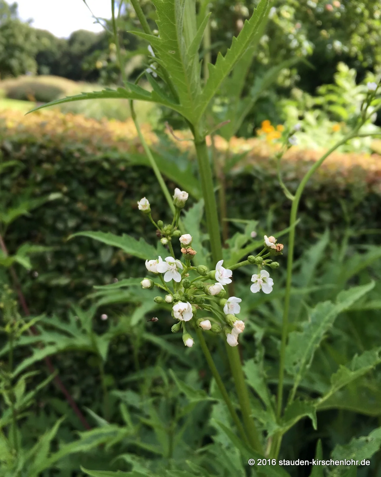 Napaea dioica