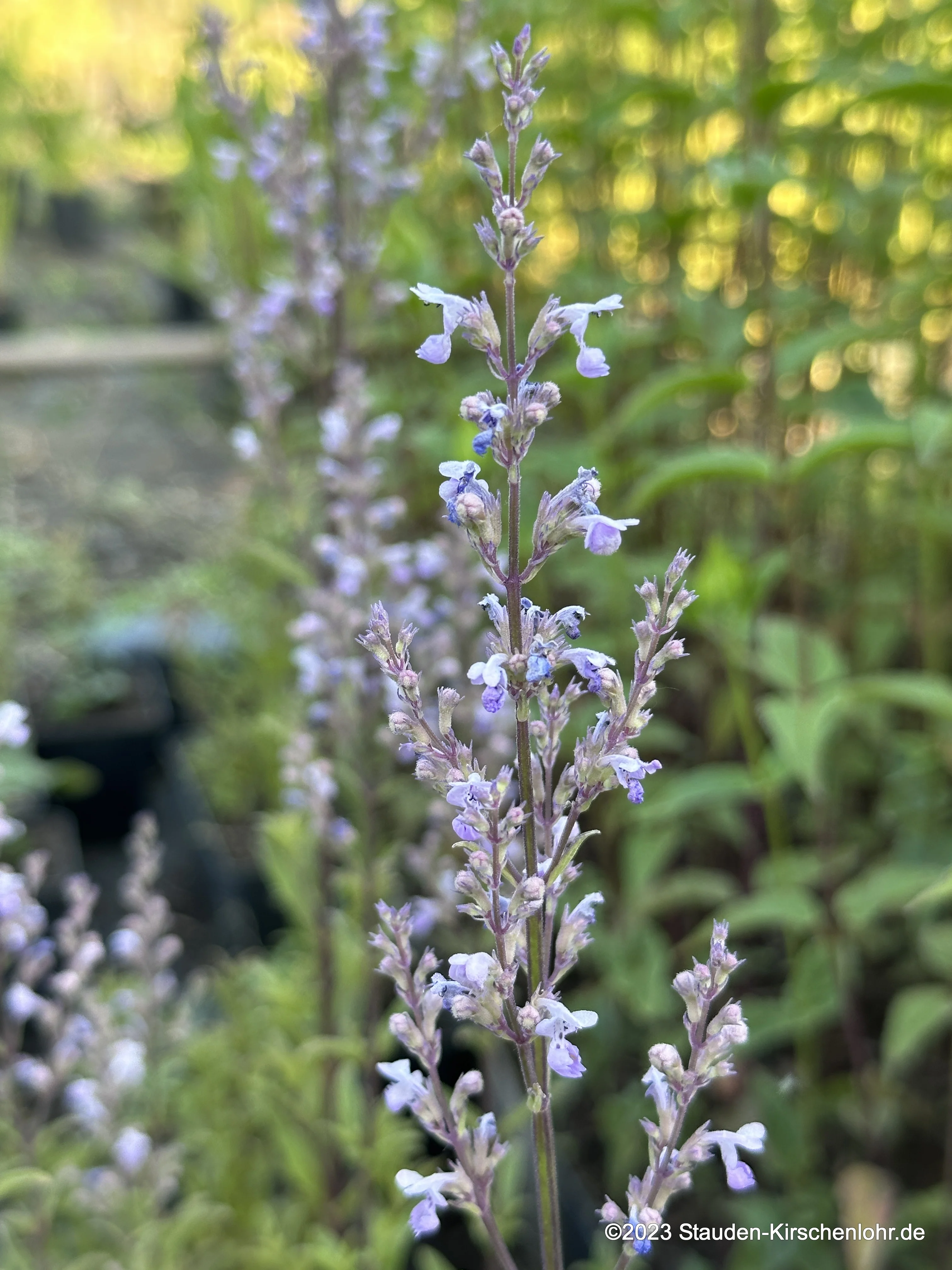 Nepeta nuda 'Purple Cat'