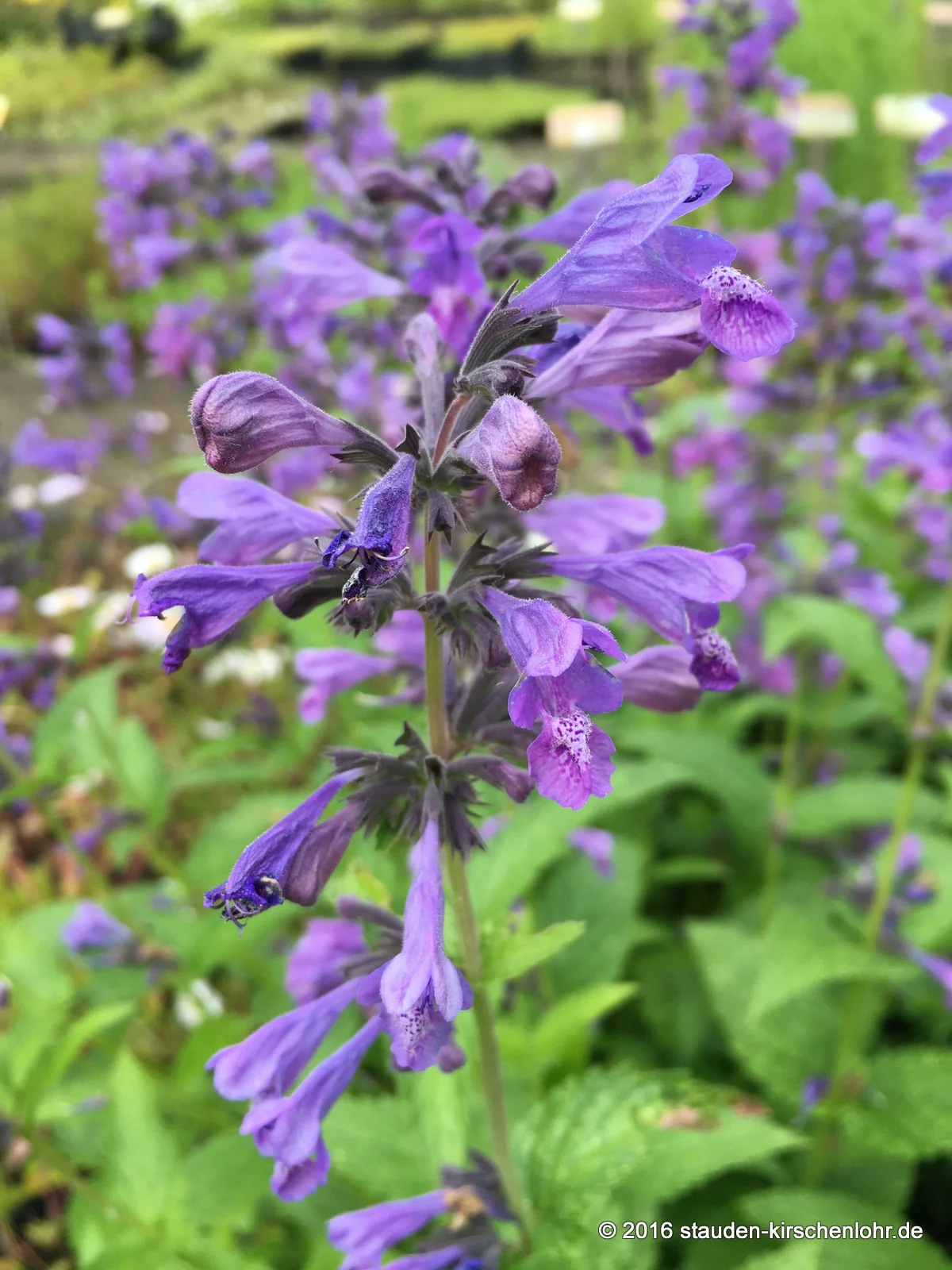 Nepeta 'Weinheim Big Blue'