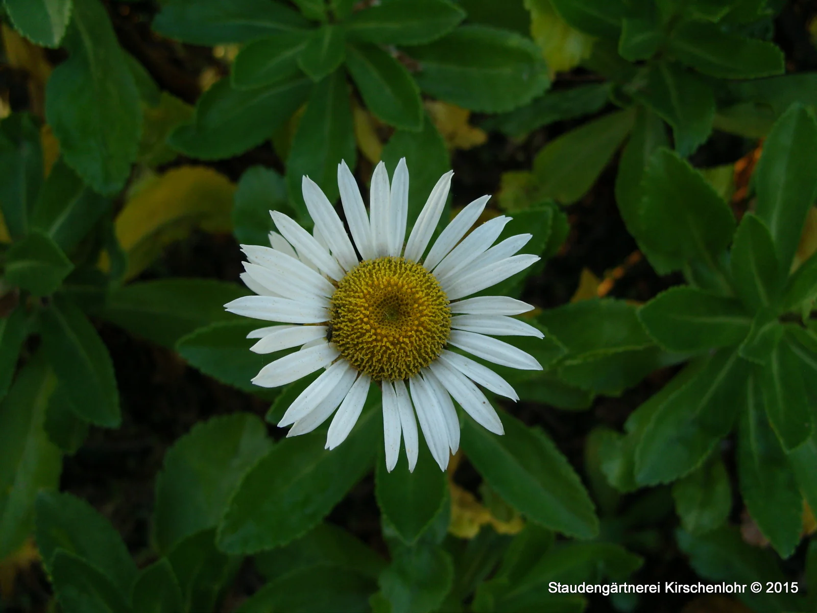 Nipponanthemum nipponicum