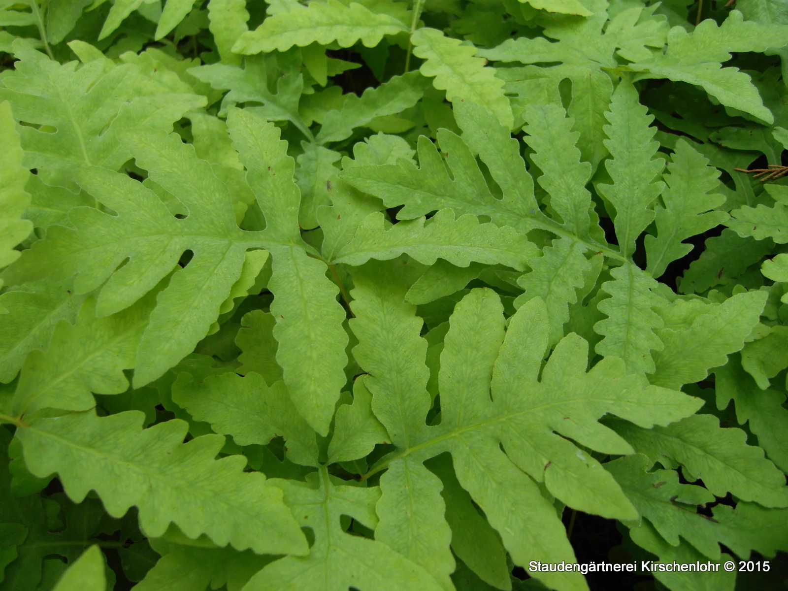 Onoclea sensibilis