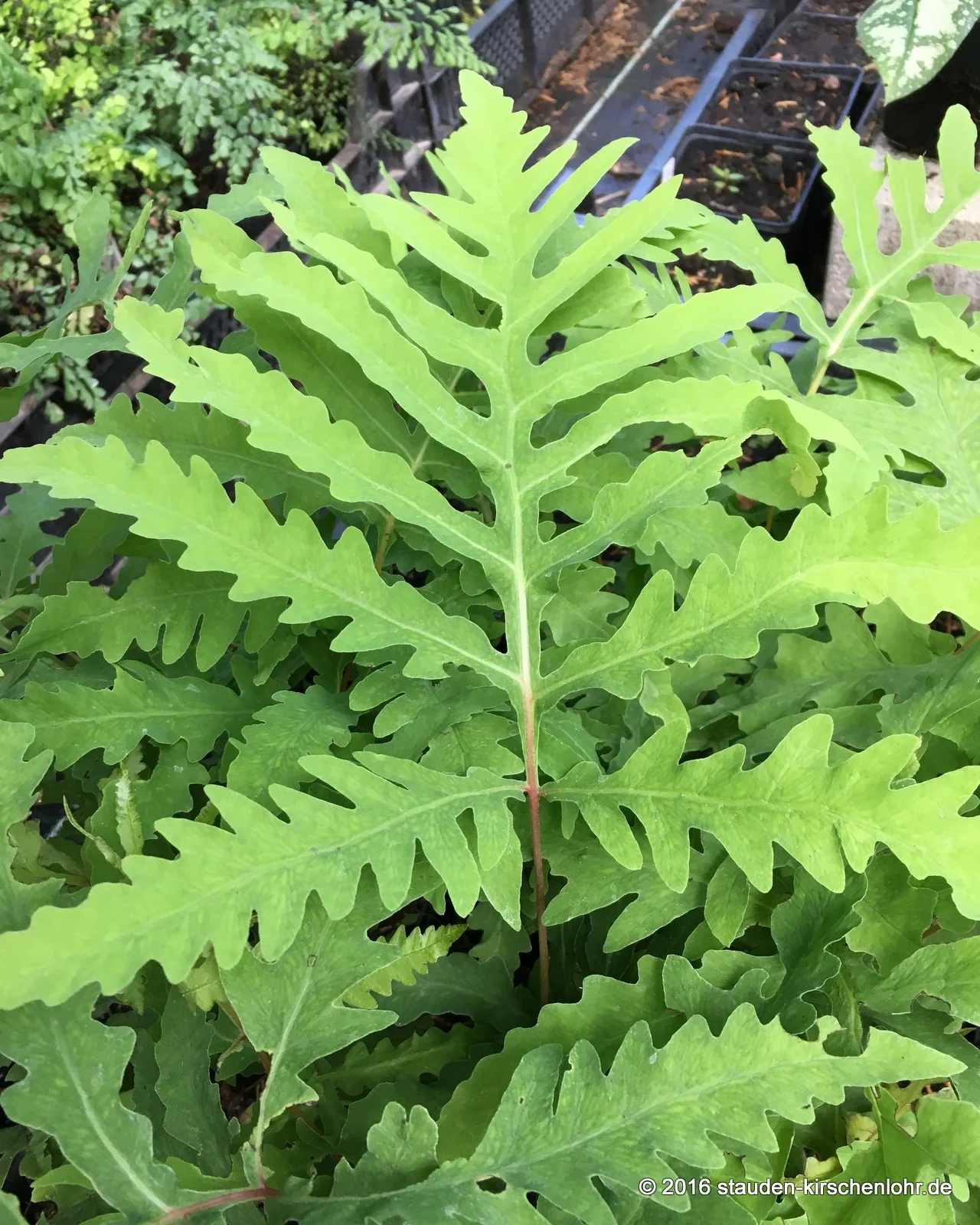 Onoclea sensibilis var. interrupta