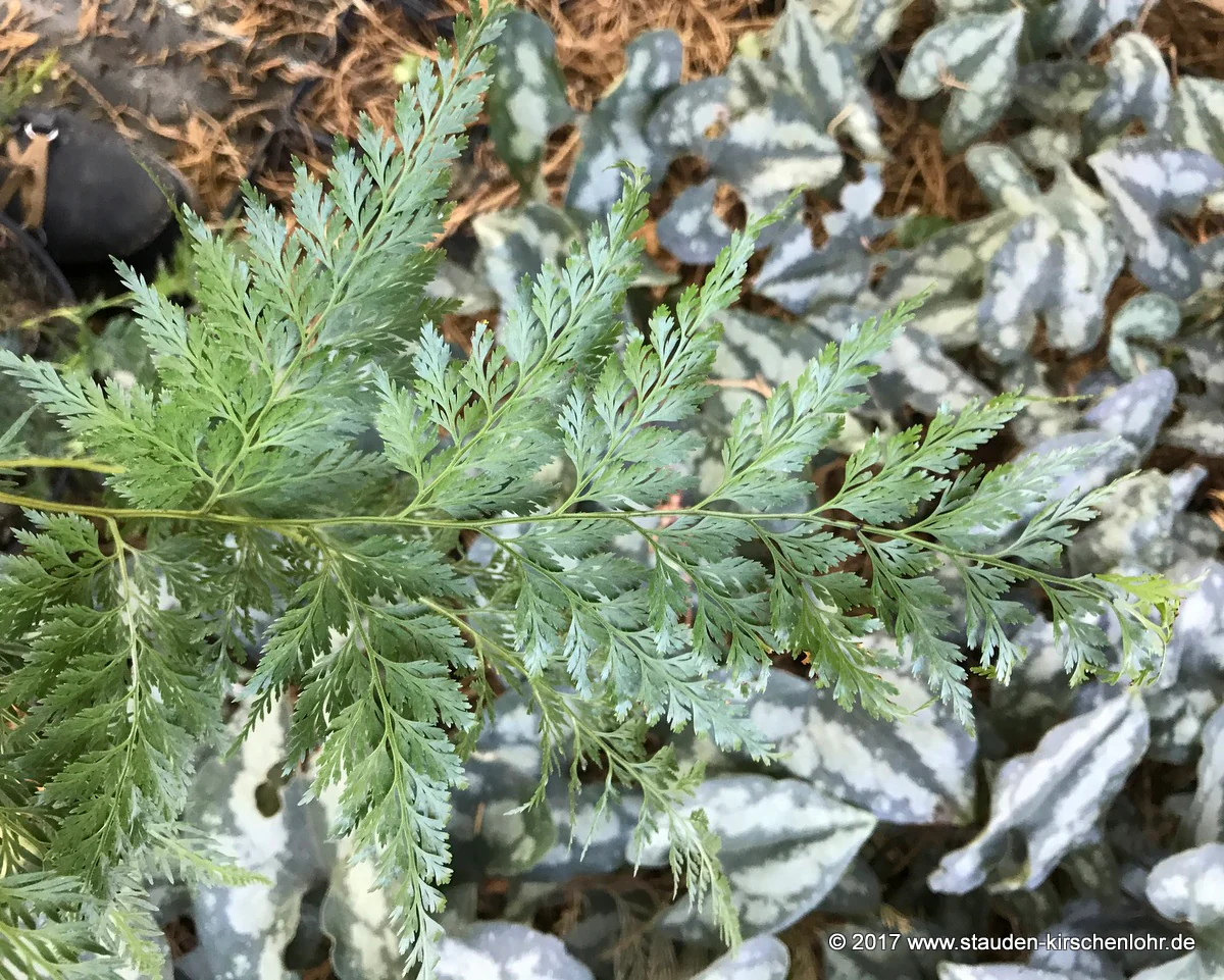 Onychium japonicum