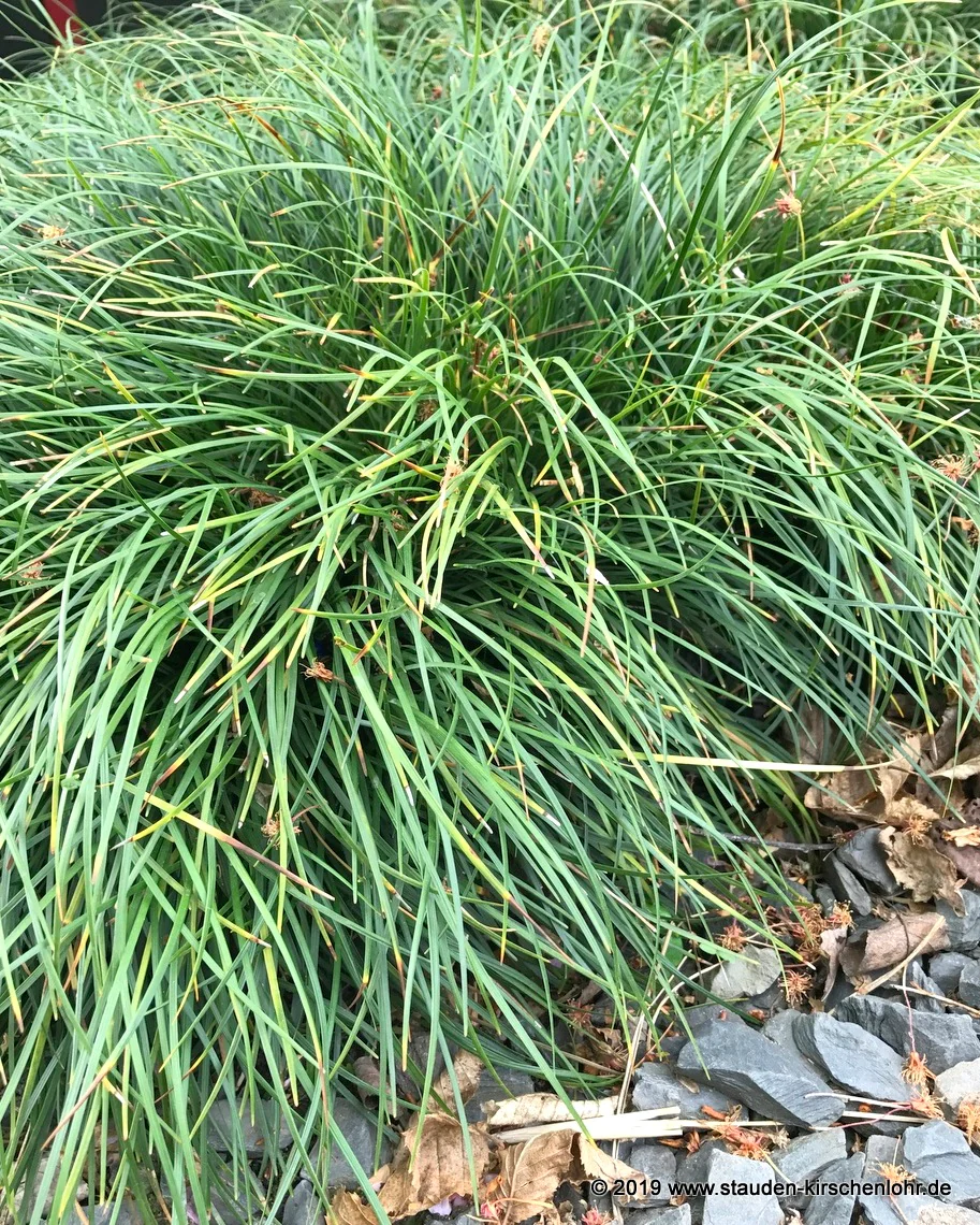 Ophiopogon chingii