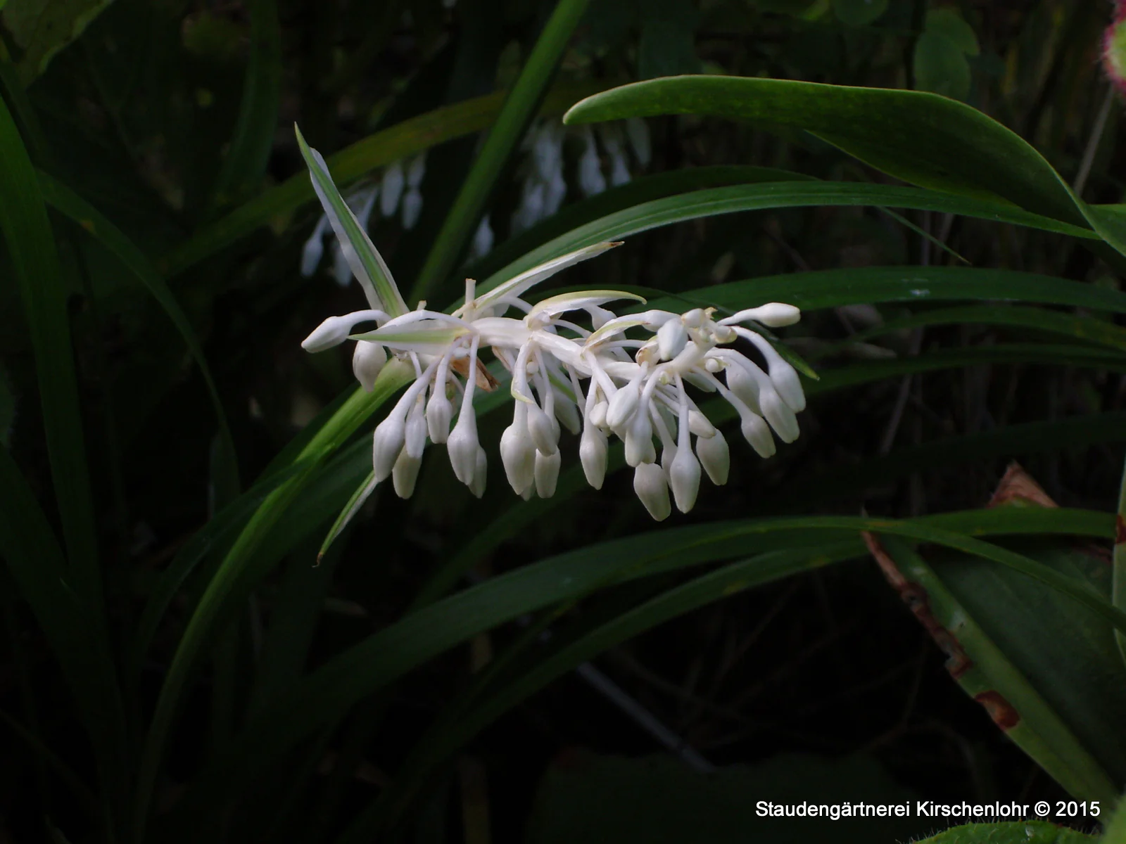 Ophiopogon jaburan