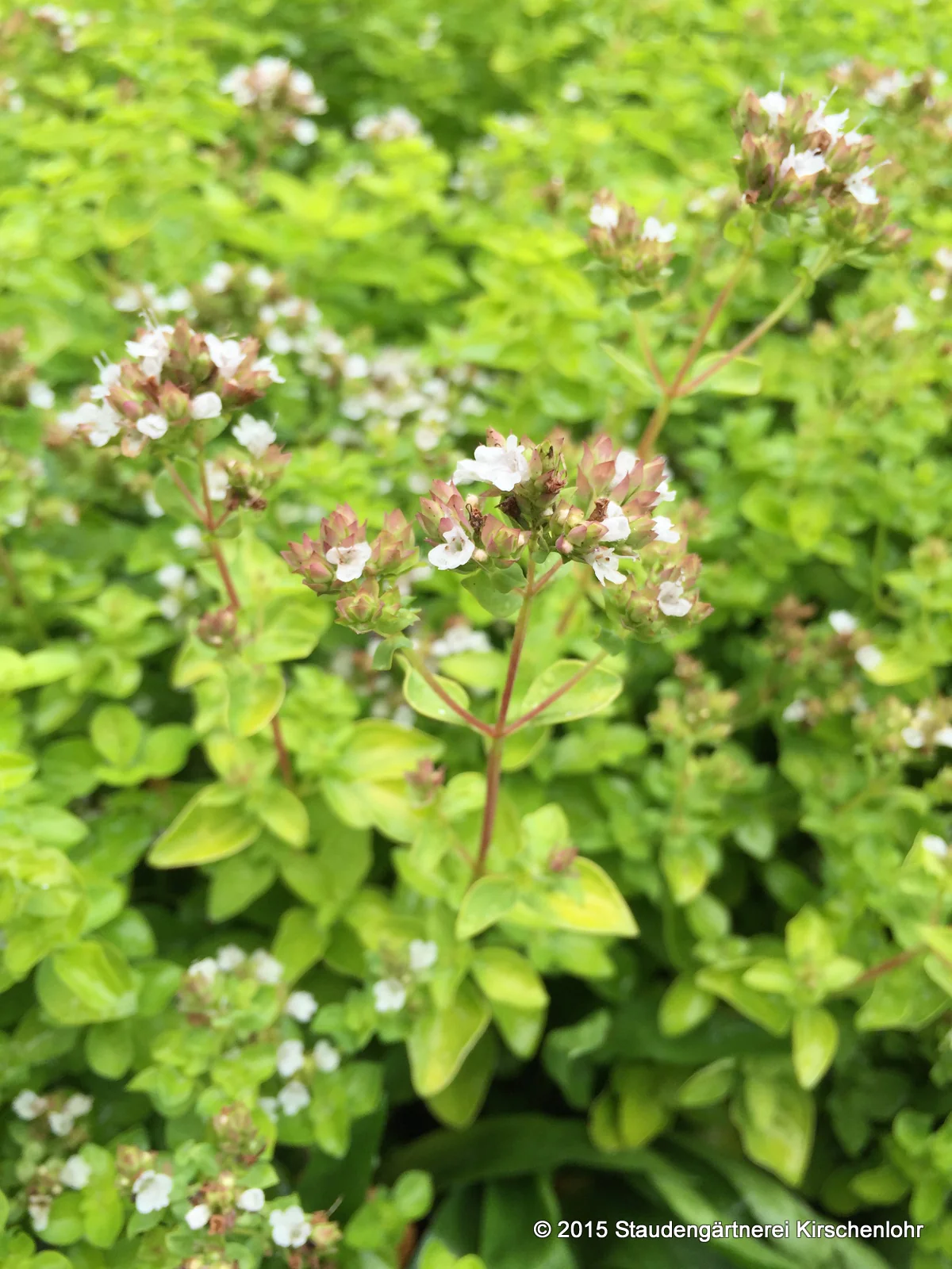 Origanum vulgare 'Thumbles Variety'