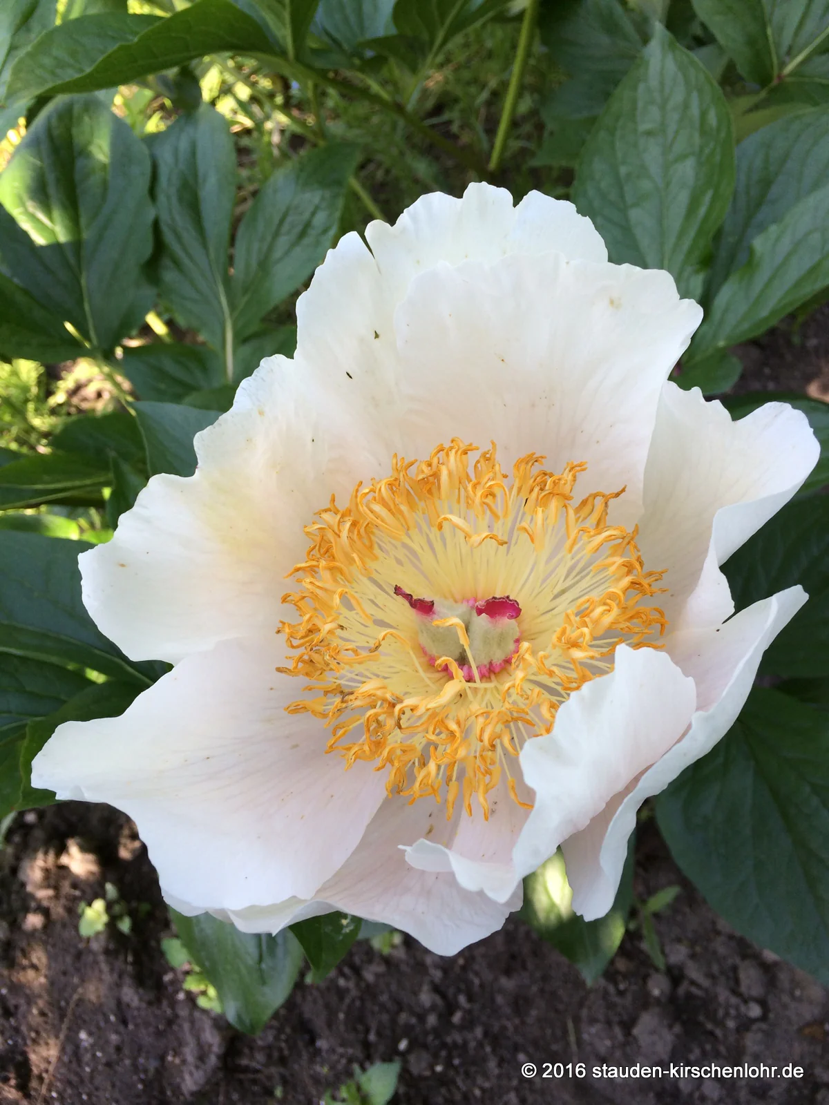 Paeonia 'Archangel'