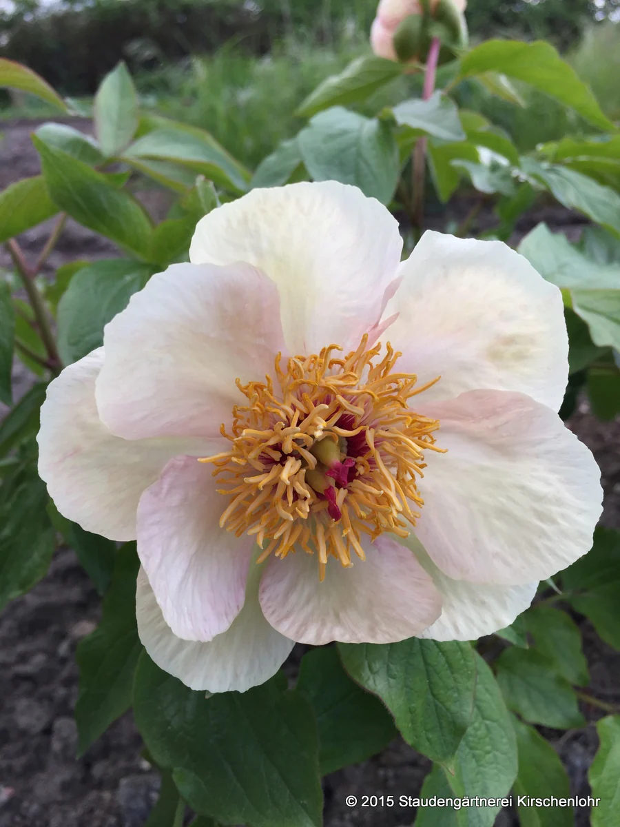 Paeonia 'Avant Garde'