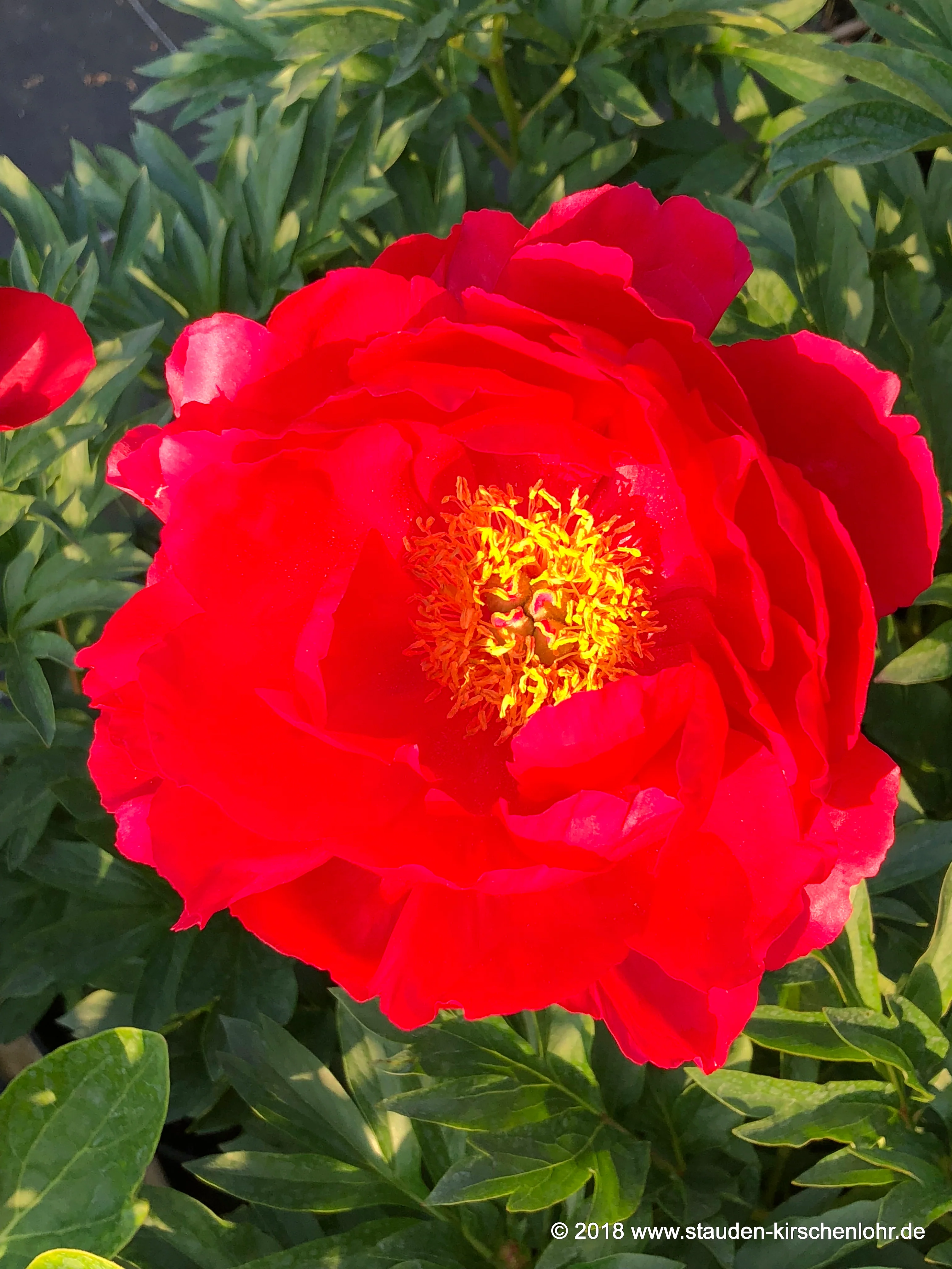 Paeonia 'Carina'
