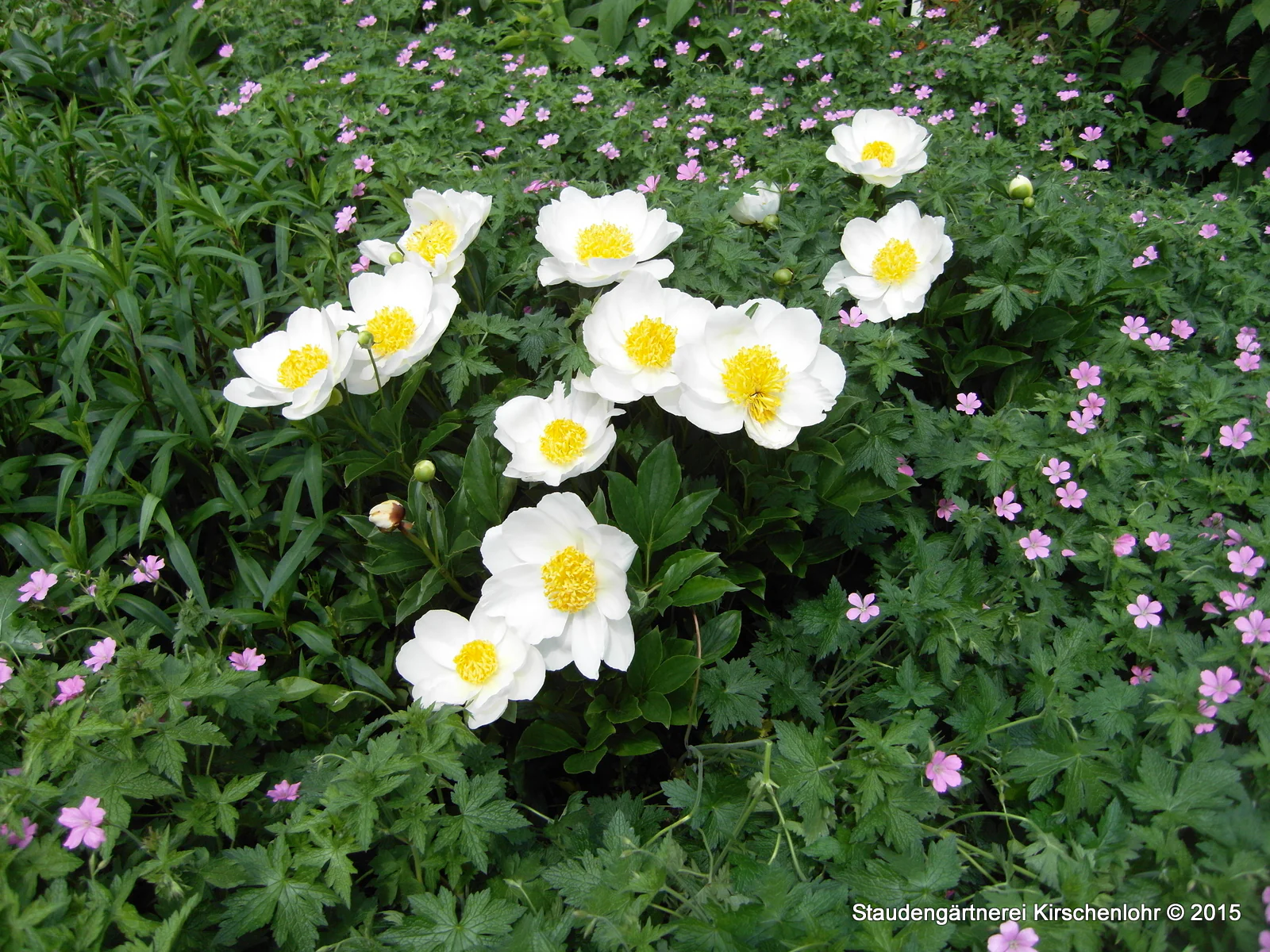 Paeonia 'Jan van Leeuwen'