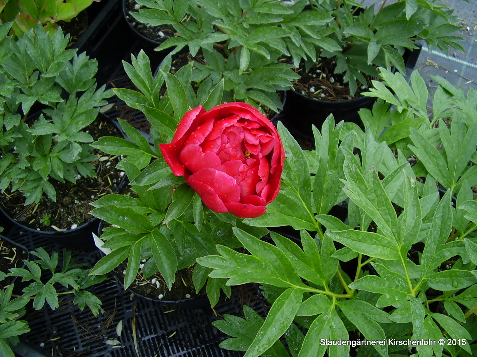 Paeonia 'Joyce Ellen'