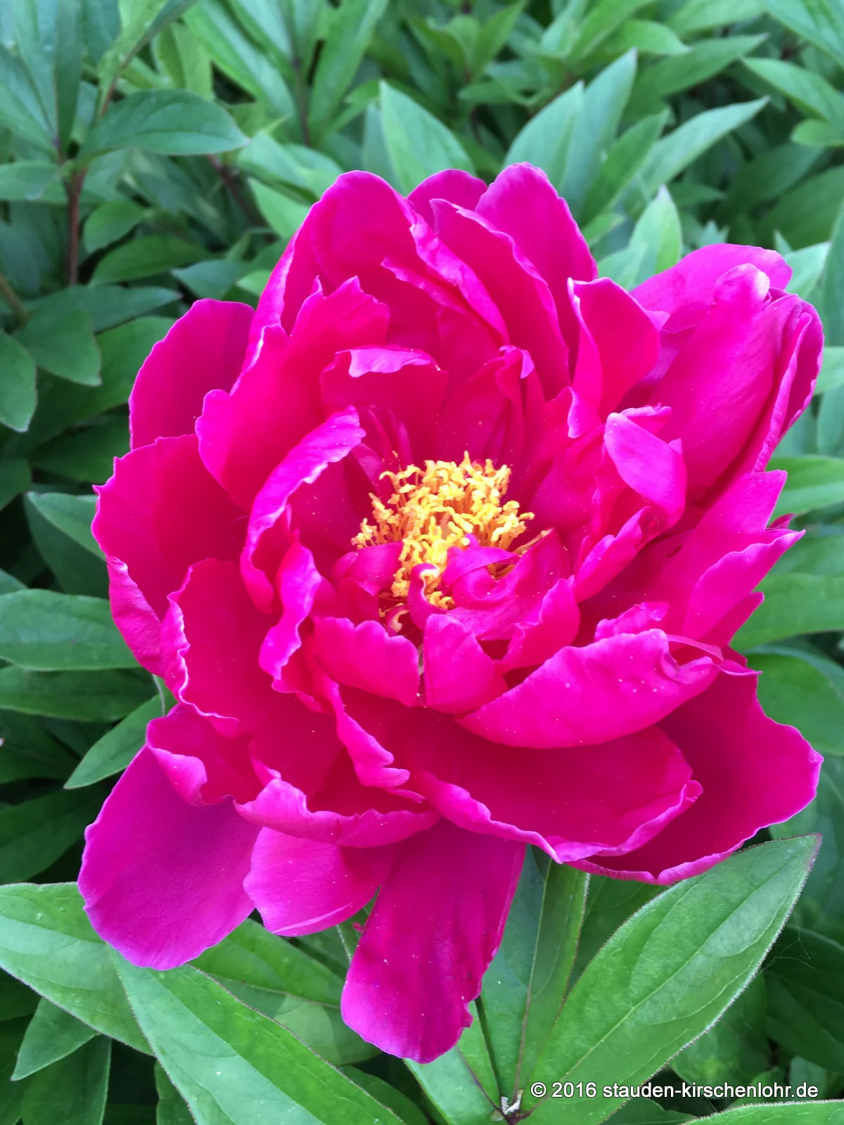 Paeonia 'Karl Rosenfield'