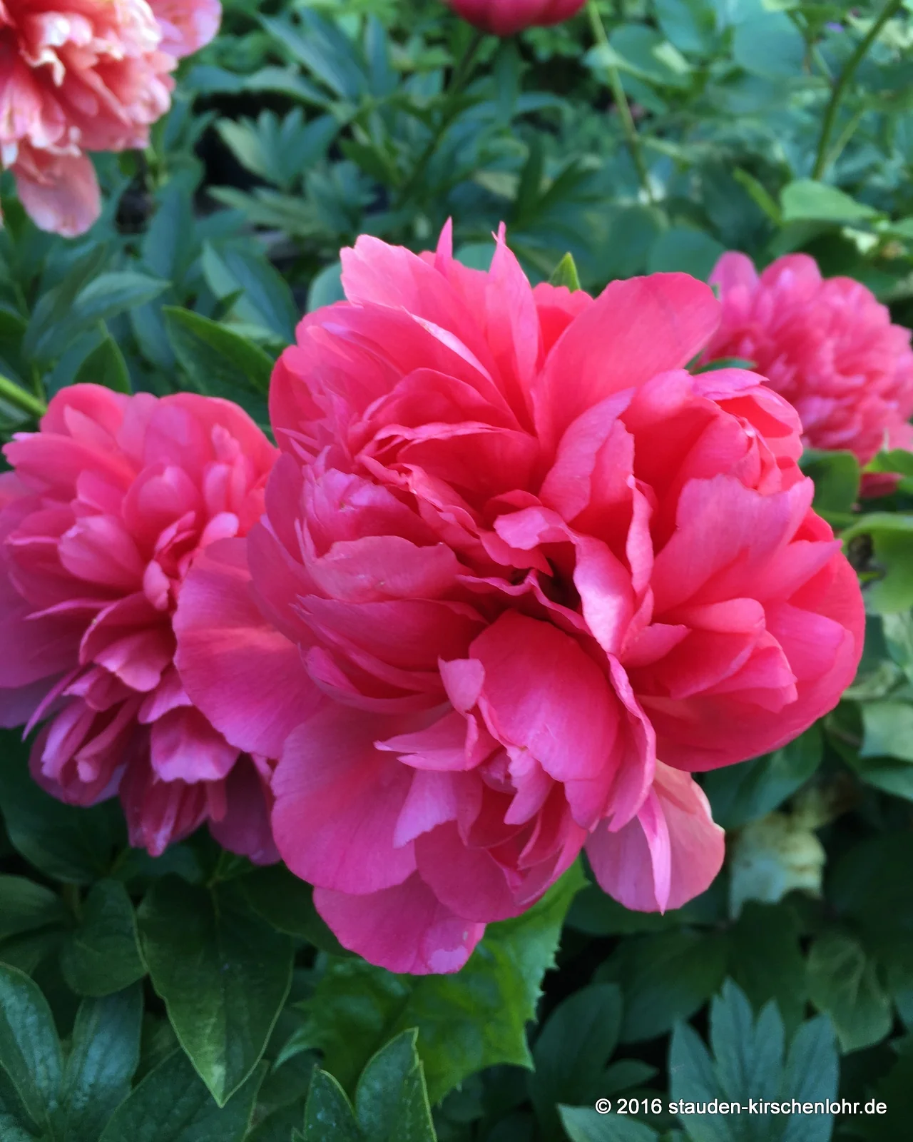 Paeonia 'Lorelei'