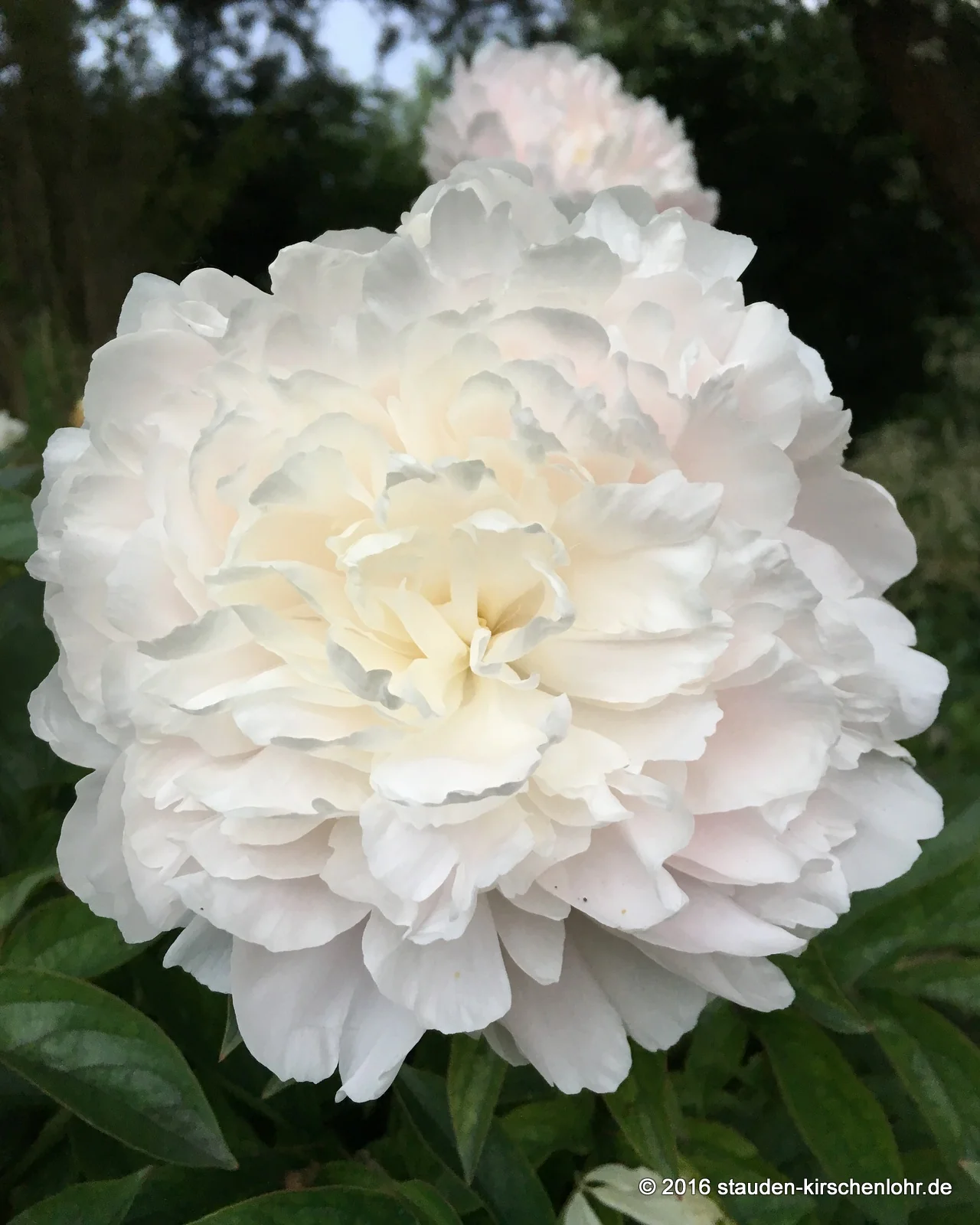 Paeonia 'Mandaleen'