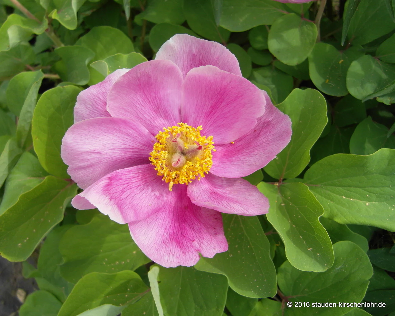 Paeonia mascula ssp. mascula        NIS