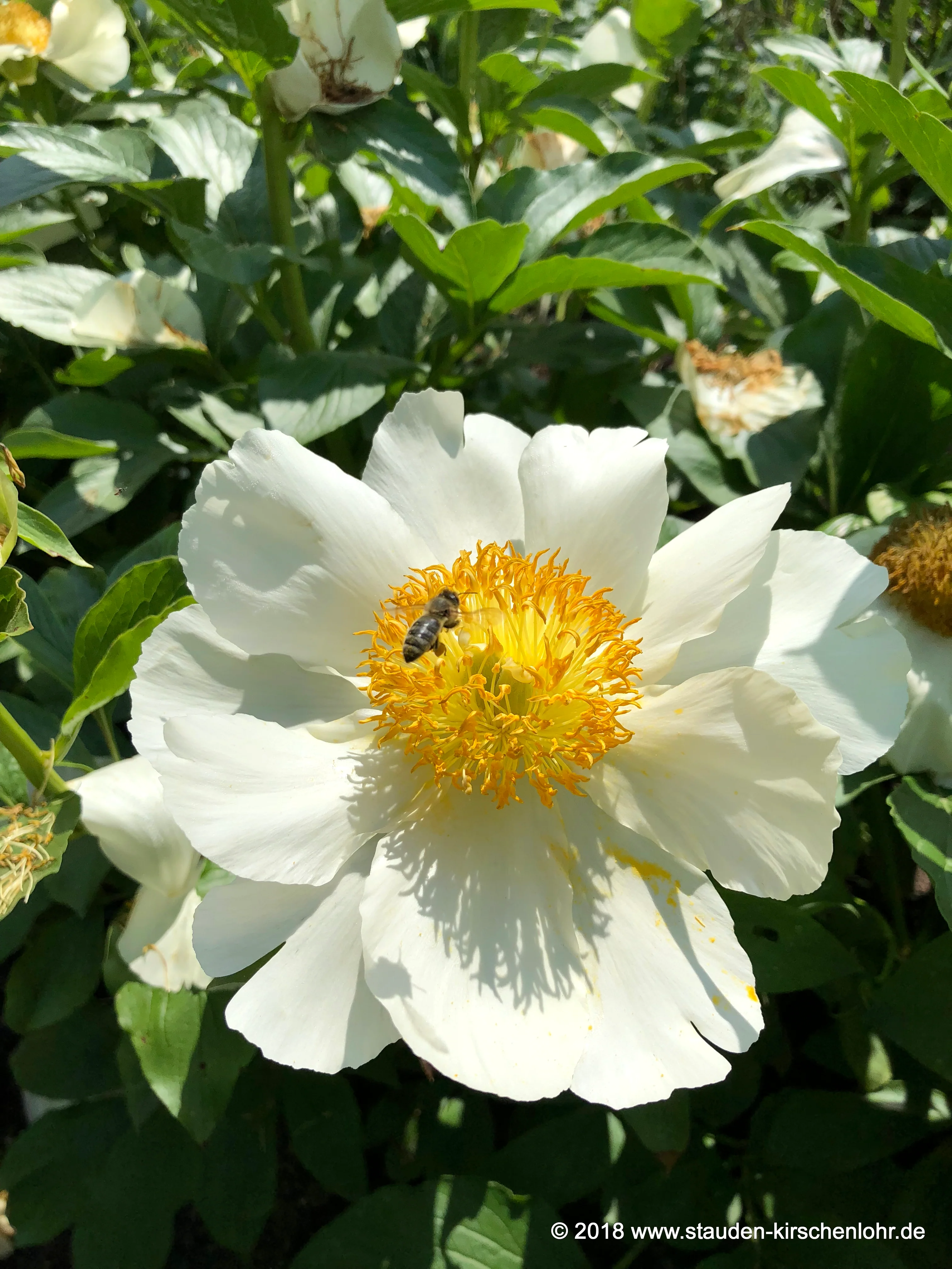 Paeonia 'Moonrise'