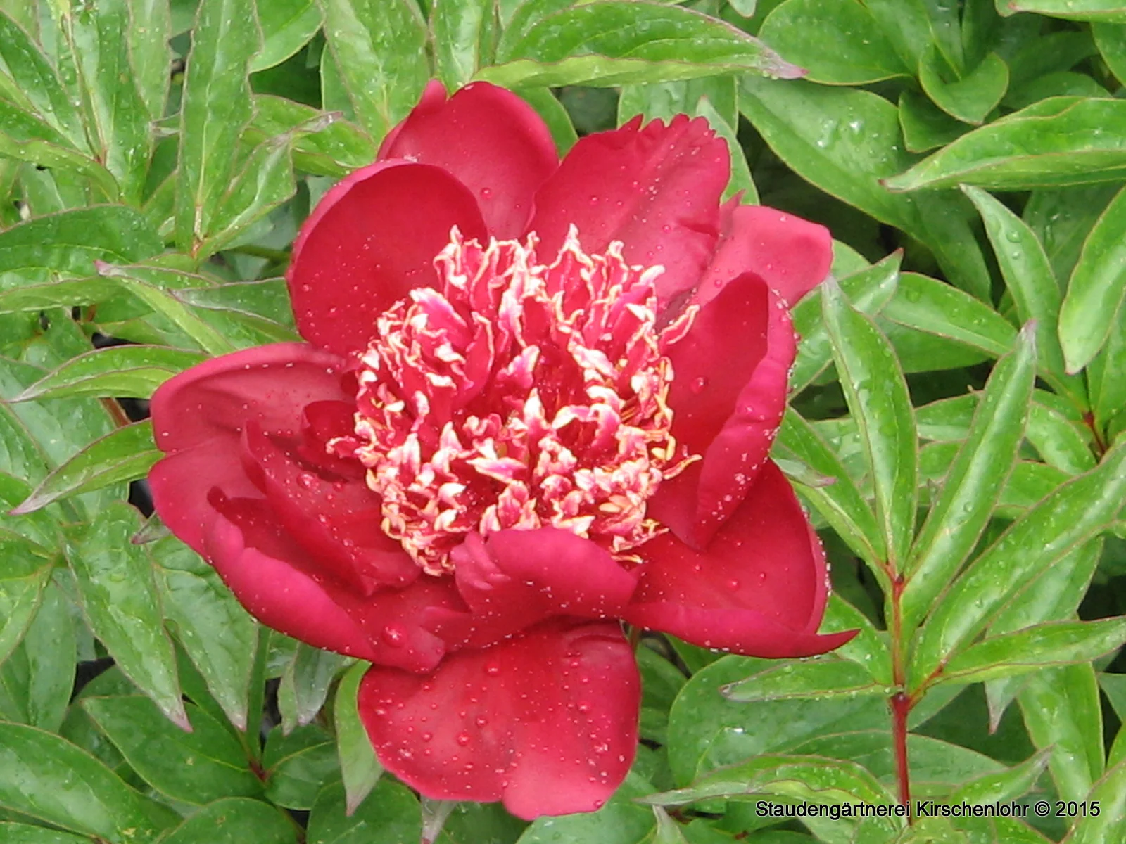 Paeonia 'Nippon Beauty'
