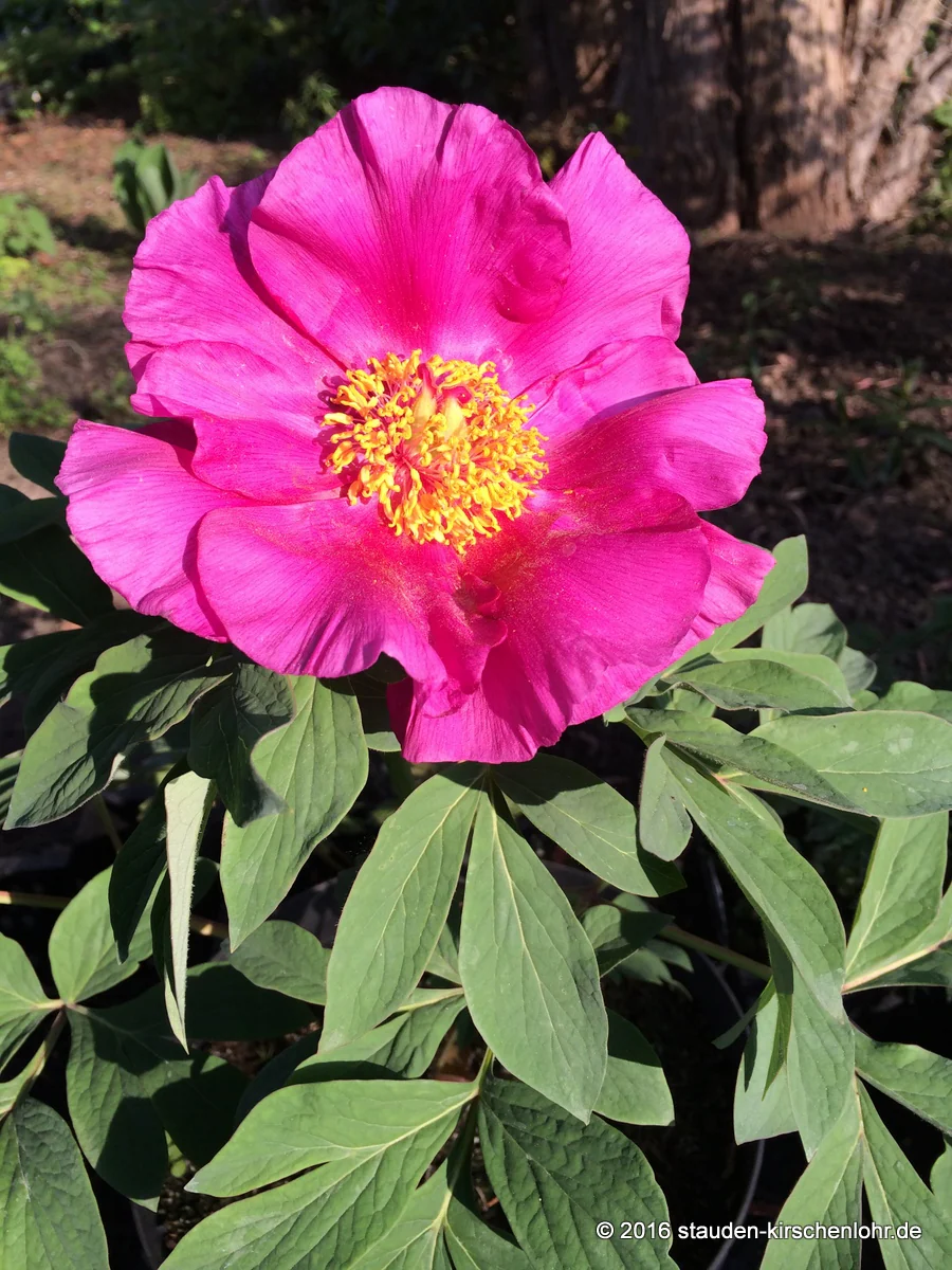 Paeonia officinalis ssp. banatica NIS