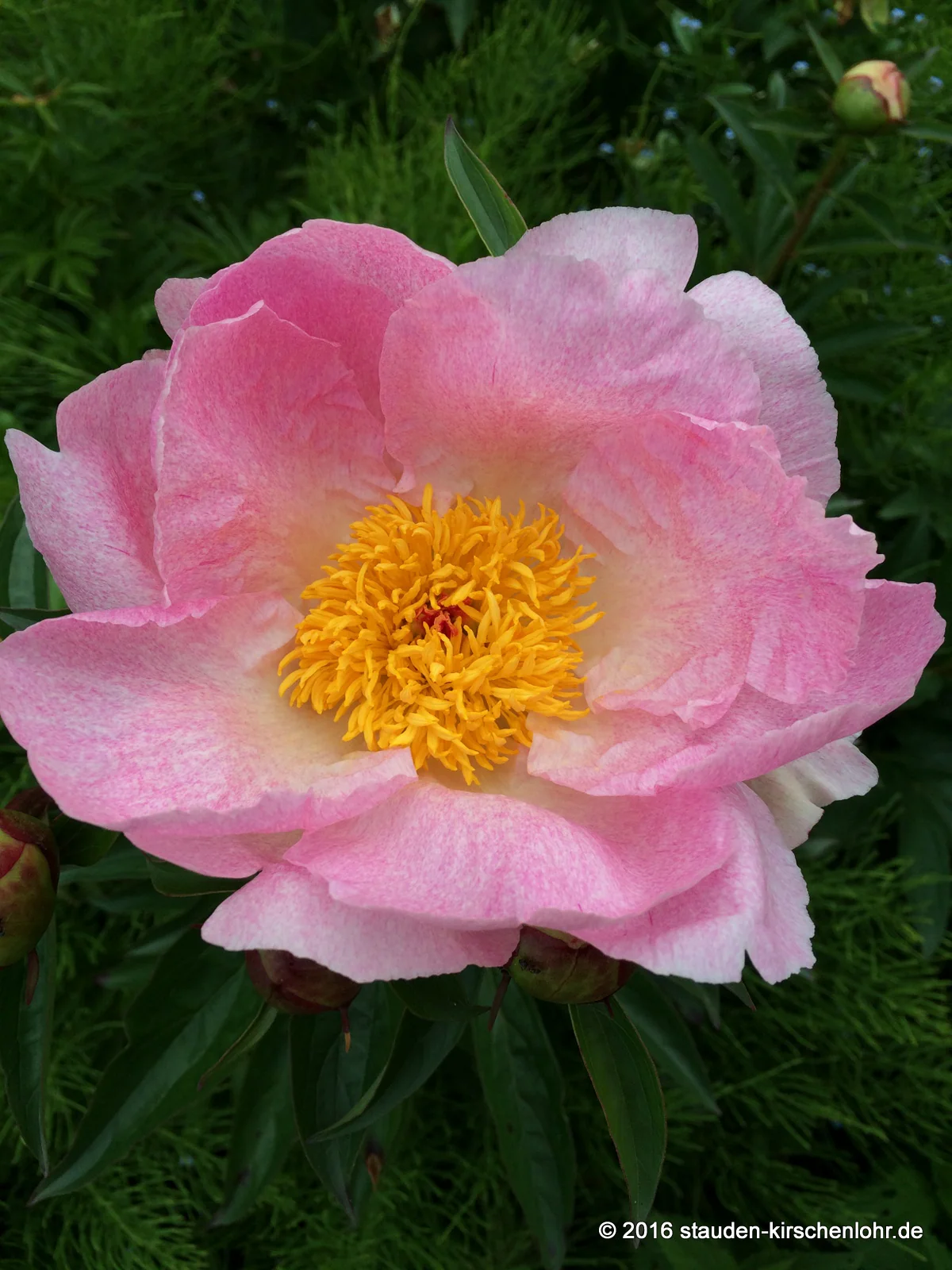 Paeonia 'Pink Princess'
