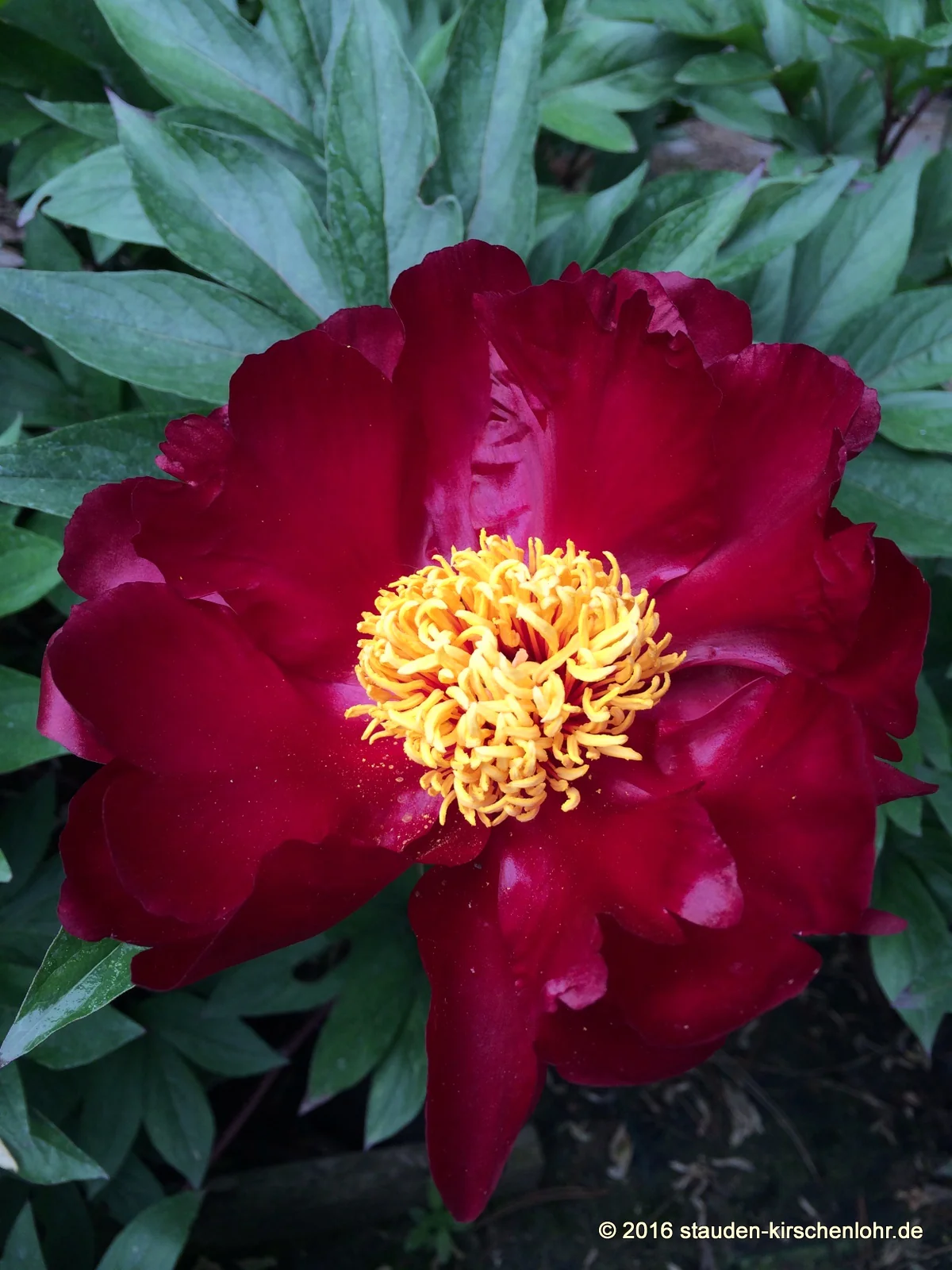 Paeonia 'Sorcerer'