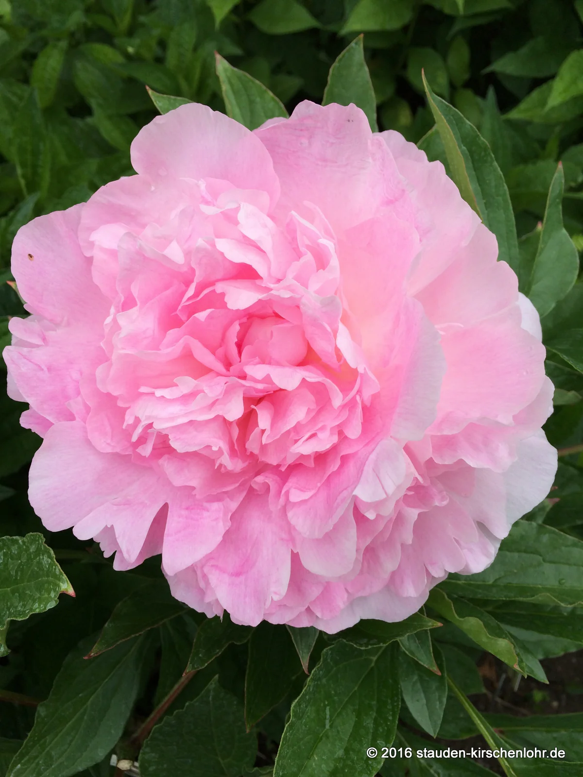 Paeonia 'Susie Q'