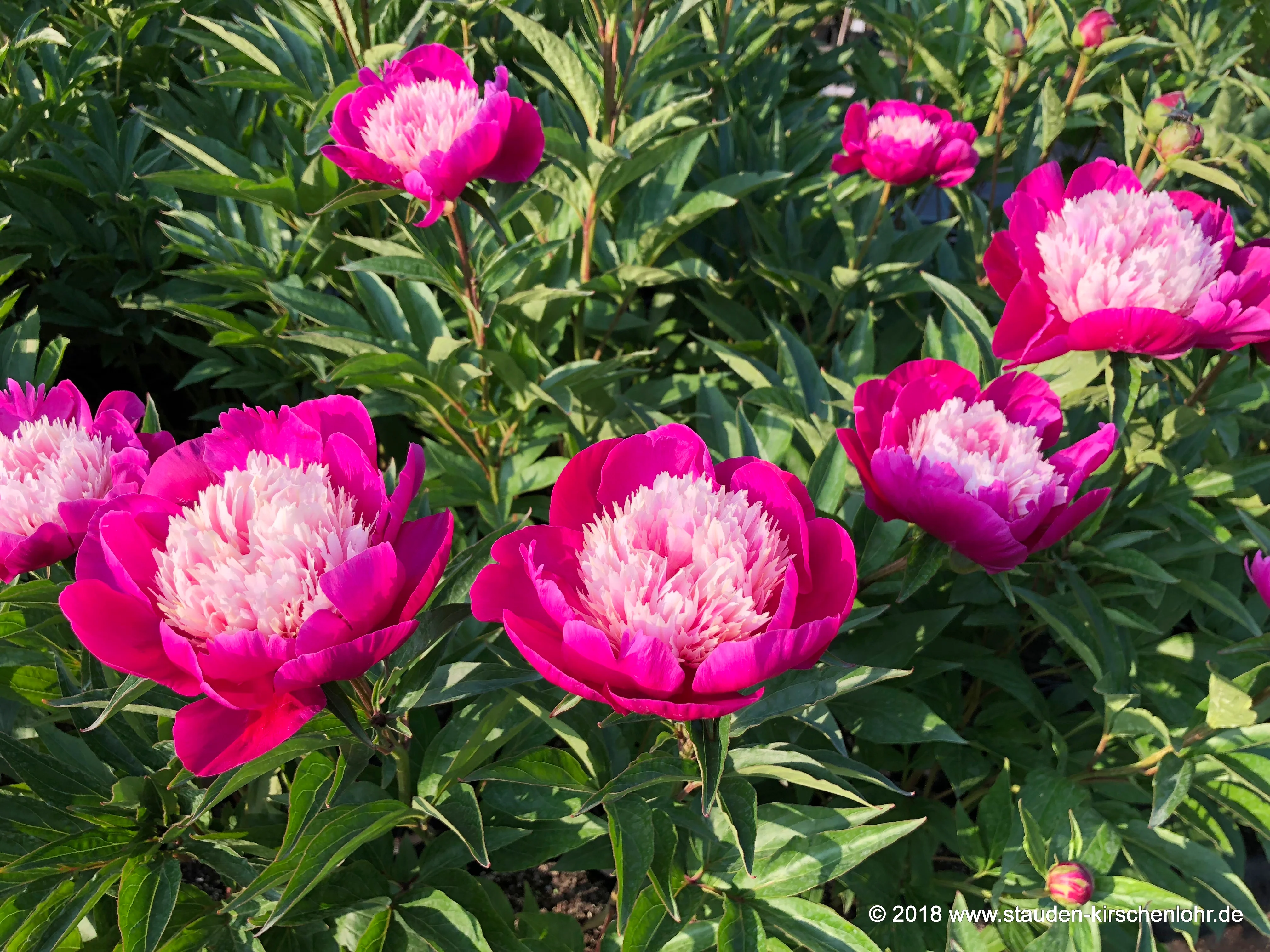 Paeonia 'White Cap'