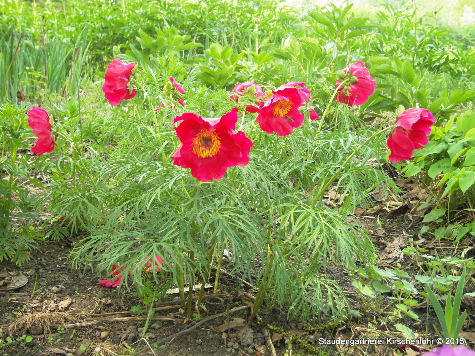 Paeonia x smouthii