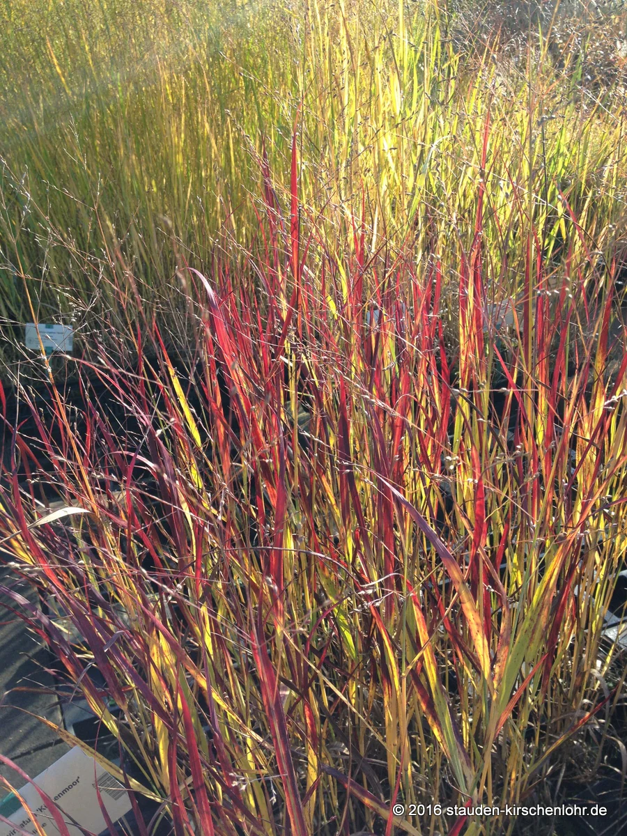 Panicum virgatum 'Külsenmoor'