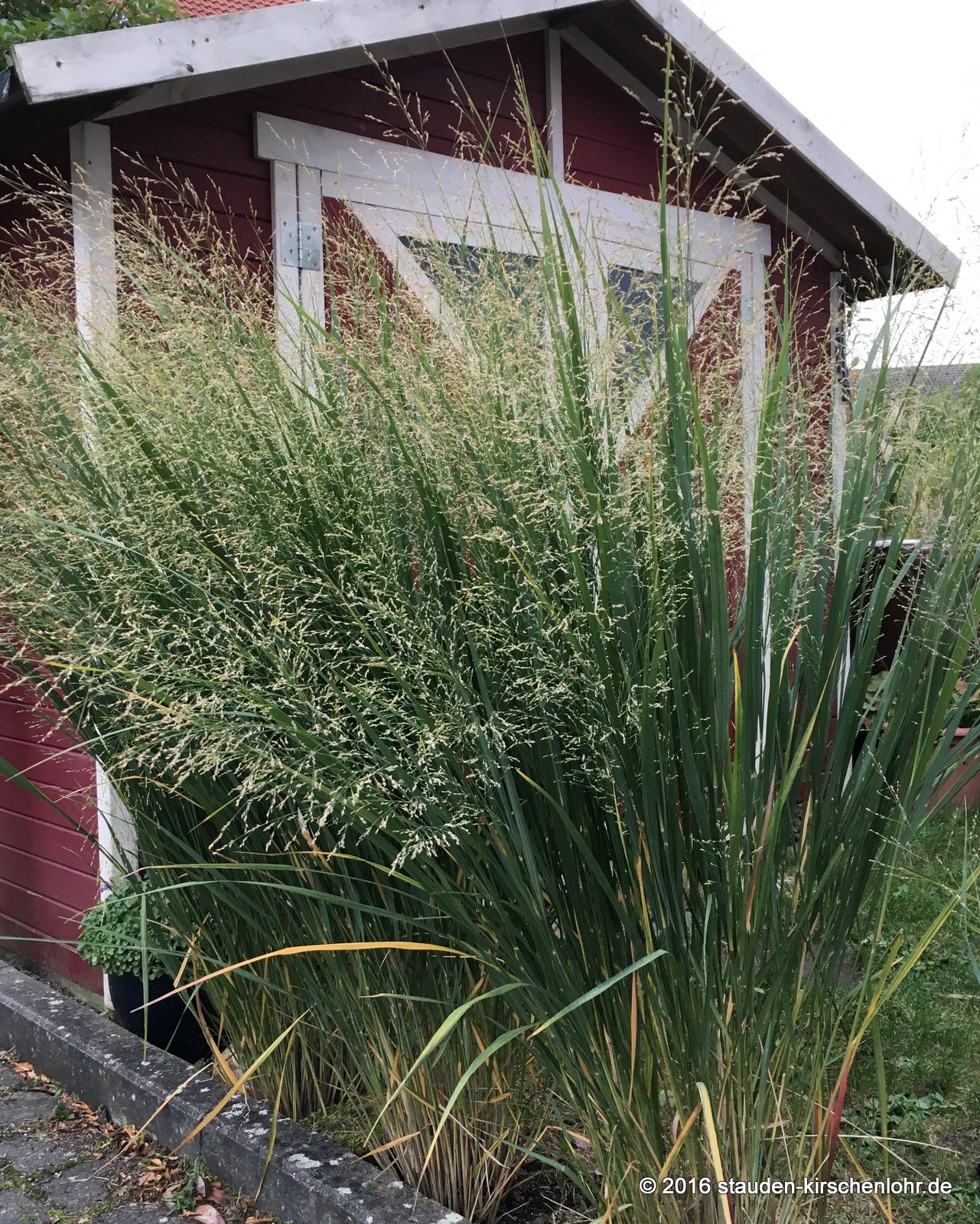 Panicum virgatum 'Northwind'