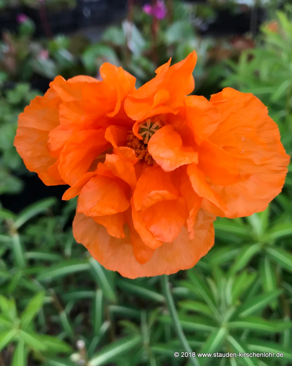 Papaver lateritium 'Semiplenum'