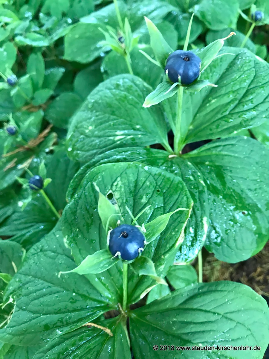 Paris quadrifolia