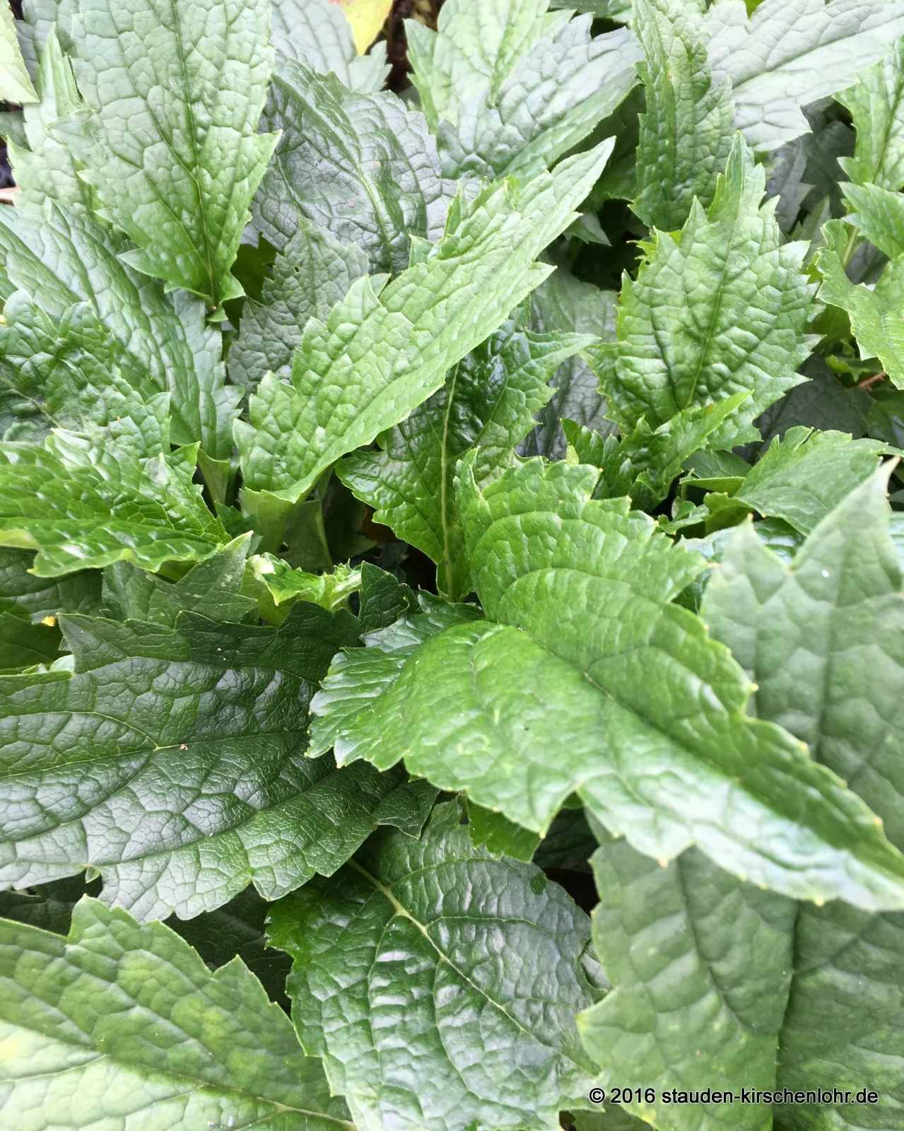 Patrinia gibbosa