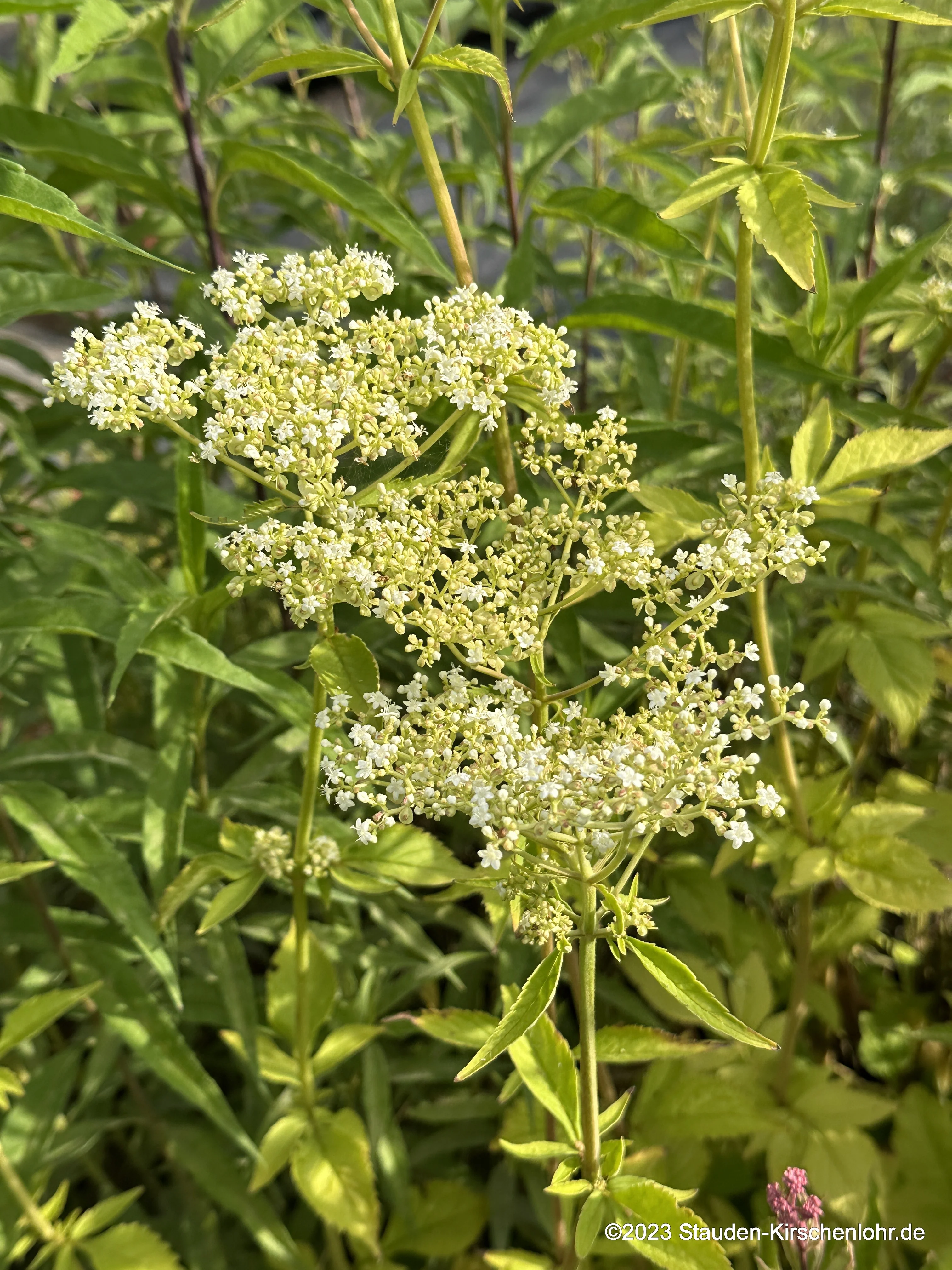Patrinia villosa