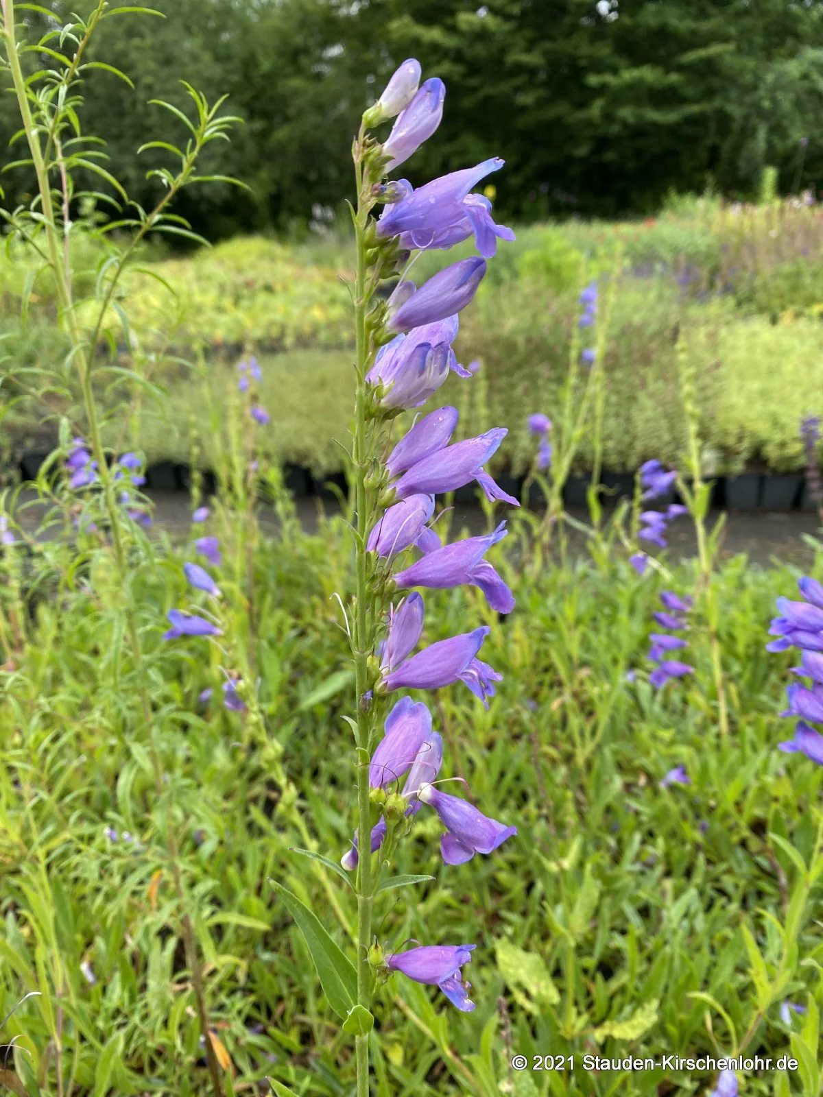 Penstemon strictus