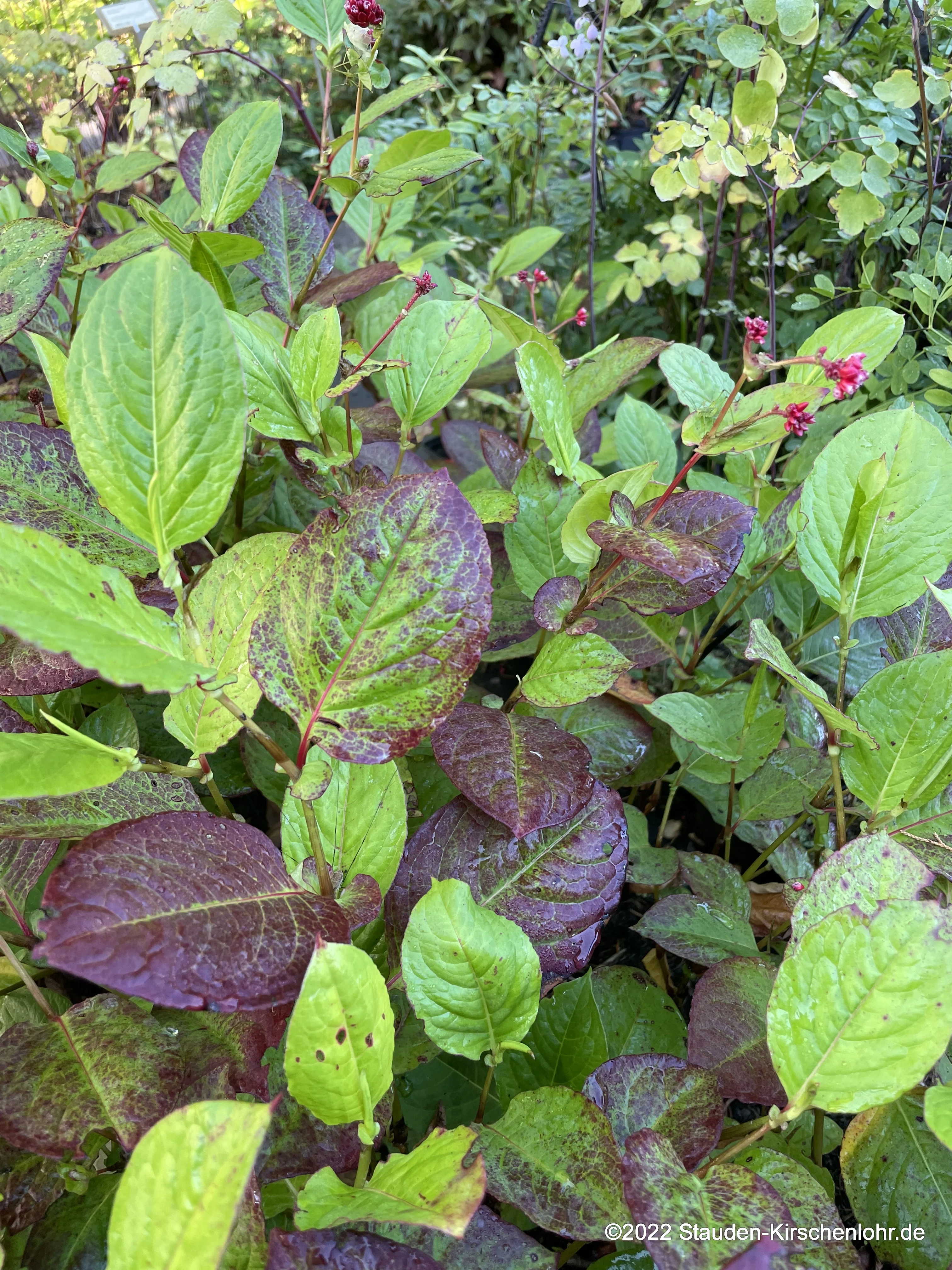 Persicaria 'Indian Summer'
