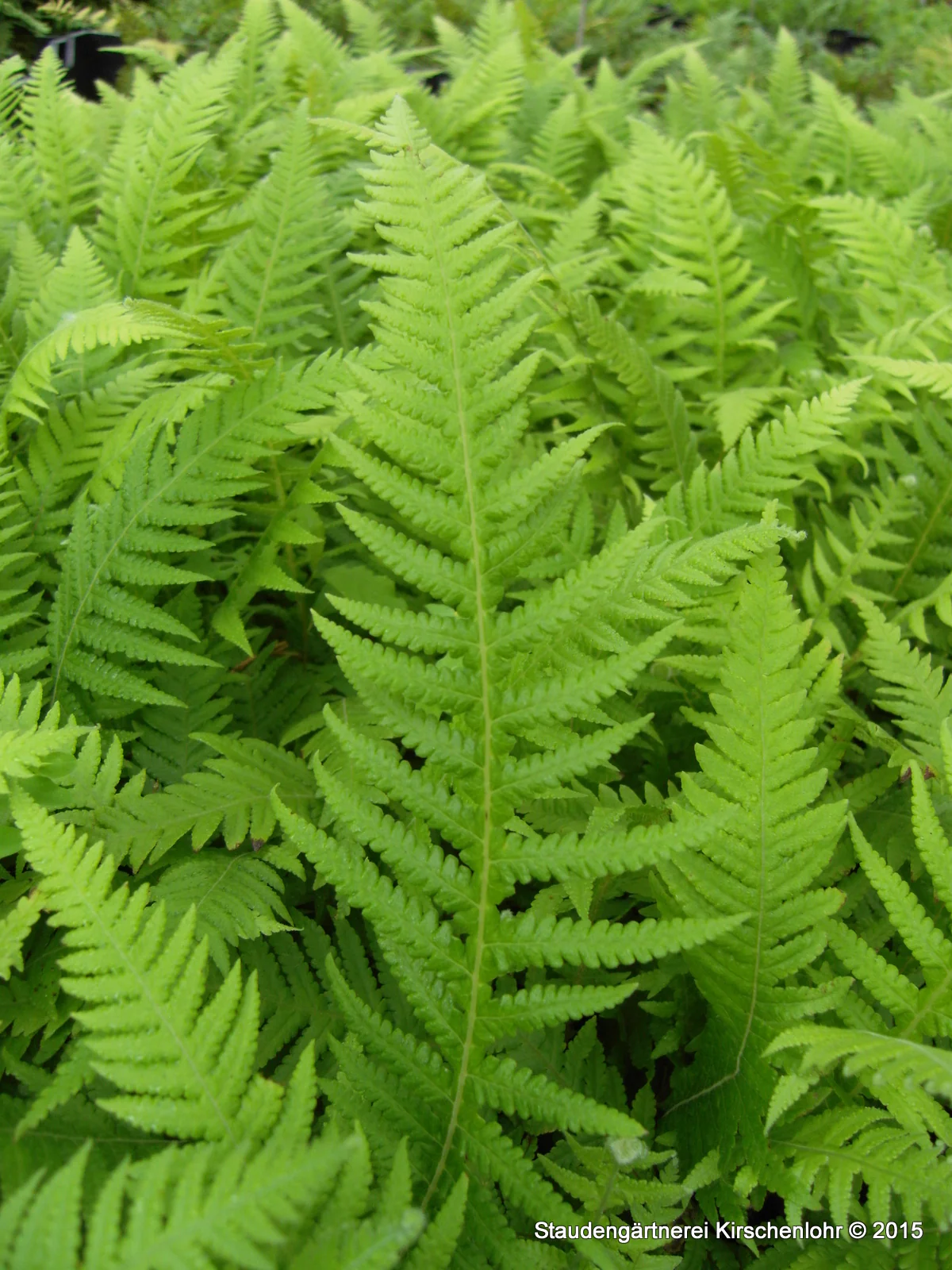 Phegopteris decursive-pinnata