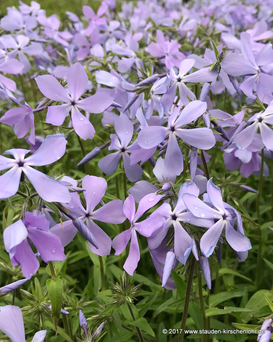Phlox divaricata 'Cloud´s of Perfume'