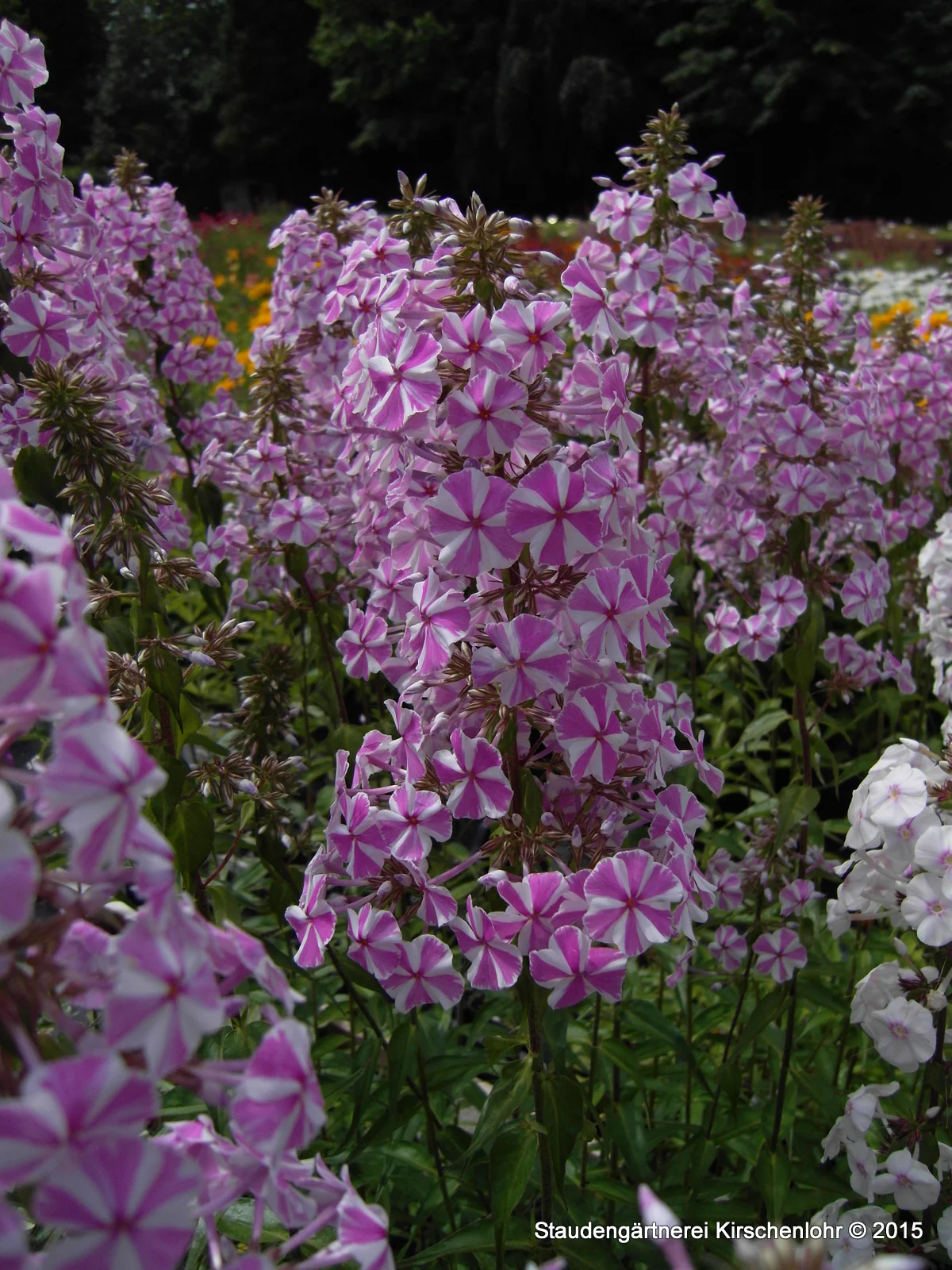 Phlox maculata 'Natascha'