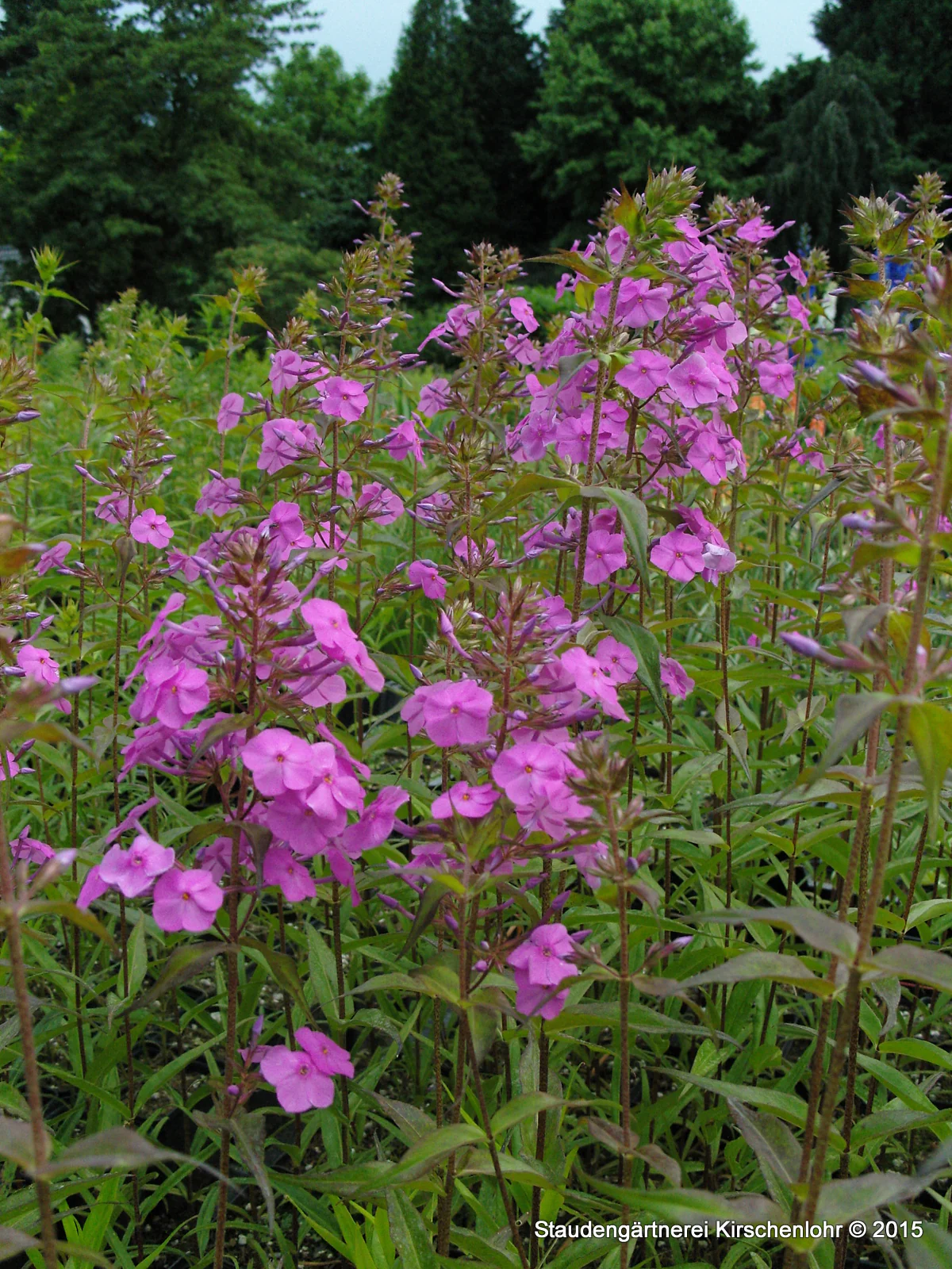 Phlox maculata 'Rosalinde'