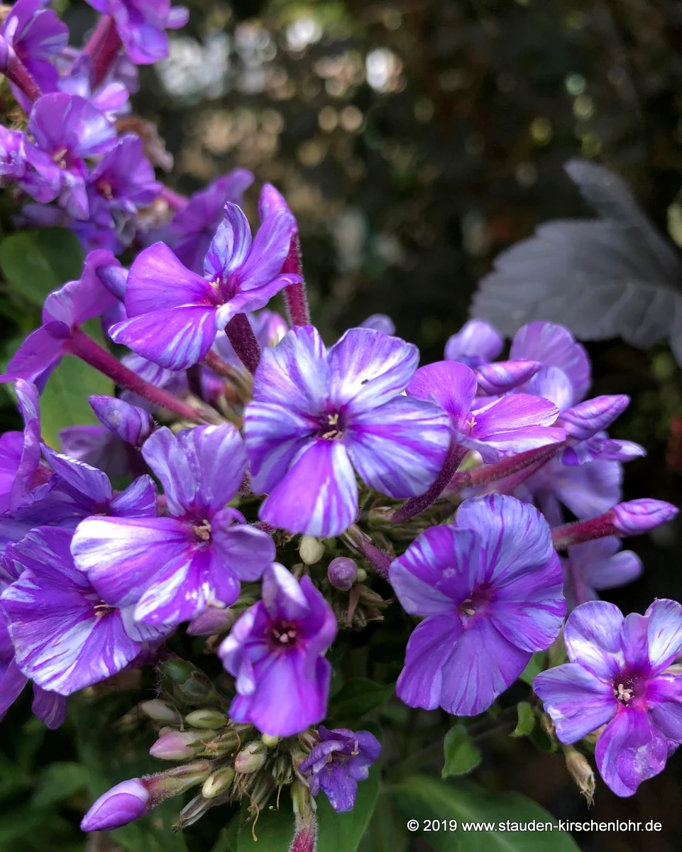 Phlox paniculata 'Absolut Gestreift' NIS