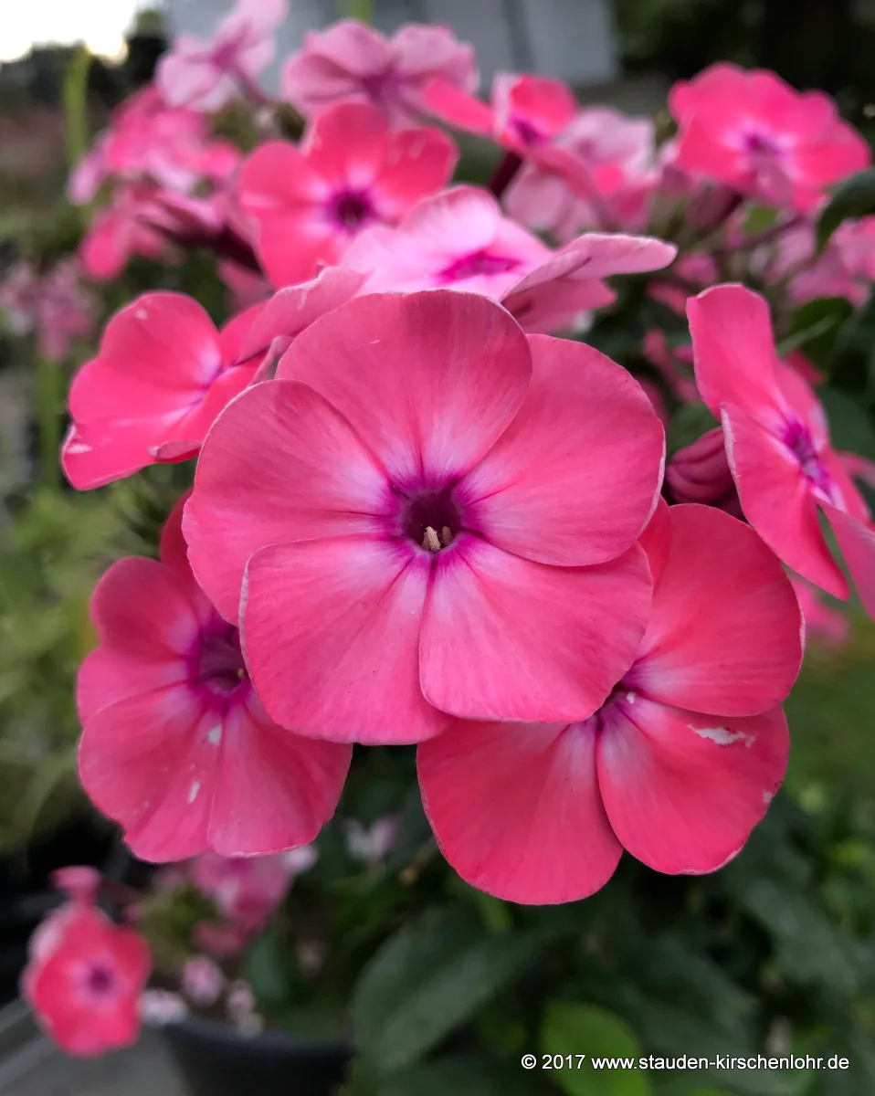 Phlox paniculata 'Anja Gaganova'