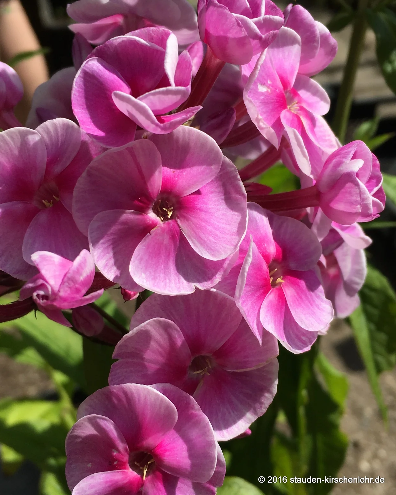 Phlox paniculata 'Apanatschi'