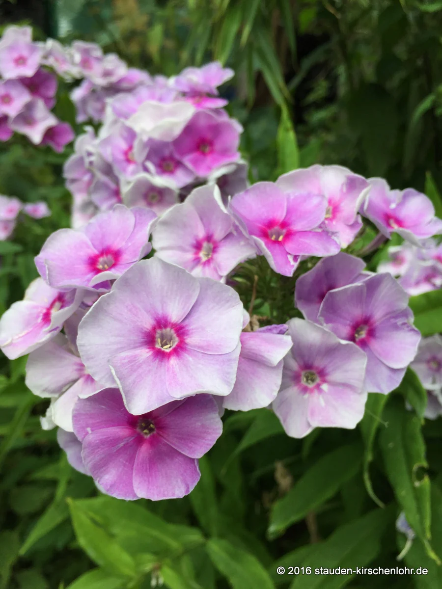 Phlox paniculata 'Gräfin von Schwerin'