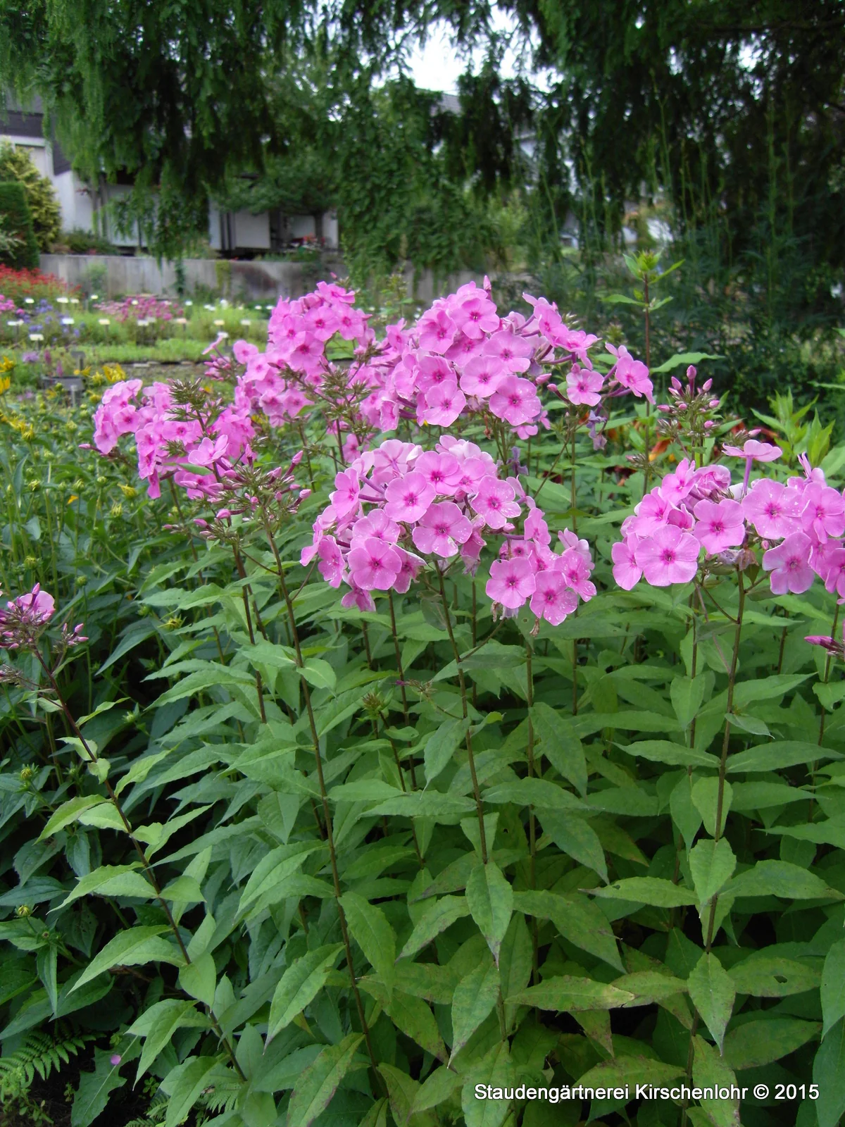 Phlox paniculata 'Minnehaha'